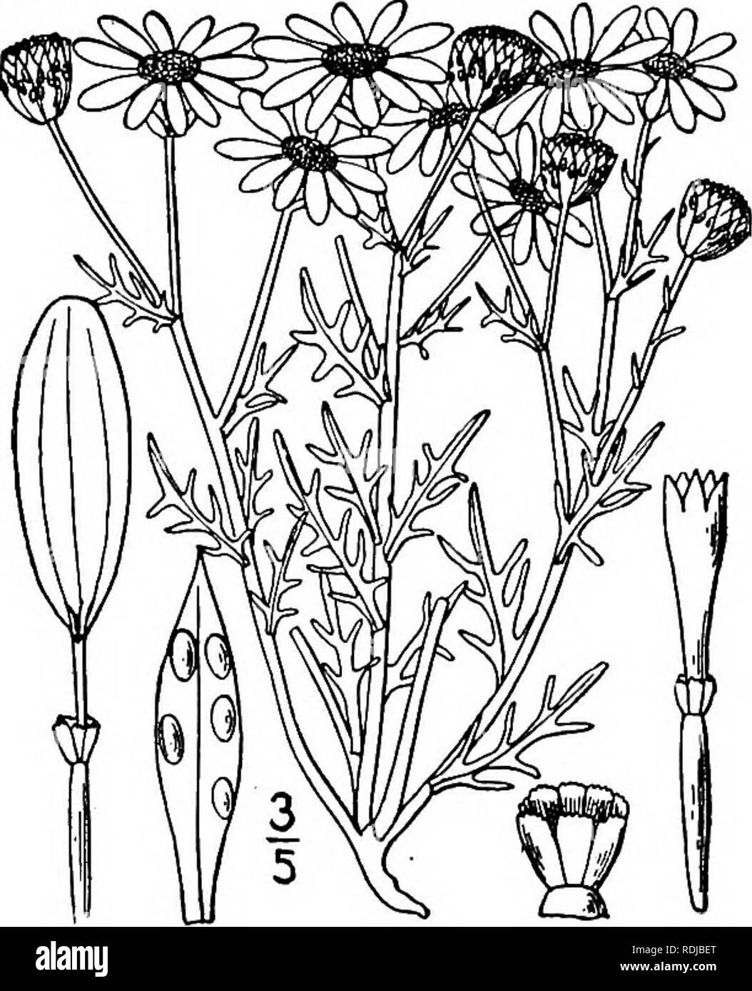 . An illustrated flora of the northern United States, Canada and the British possessions, from Newfoundland to the parallel of the southern boundary of Virginia, and from the Atlantic Ocean westward to the 102d meridian. Botany; Botany. 5'4 COMPOSITAE. Vol. III.. i. Thymophylla aurea (A. Gray) Greene. Thyme-leaf. Fig. 4550. Lowellia aurea A. Gray, Mem. Am. Acad. (II) 4: 91. 1849. Hymena'herum aureum A. Gray, Proc. Am. Acad. 19: 42. 1883. T. aurea Greene; Britt. &amp; Brown, 111. Fl. 3: 453. 1898. Annual, glabrous, 4'-i2' high, much branched; the leaves and involucre with large oval oil-glands. Stock Photo