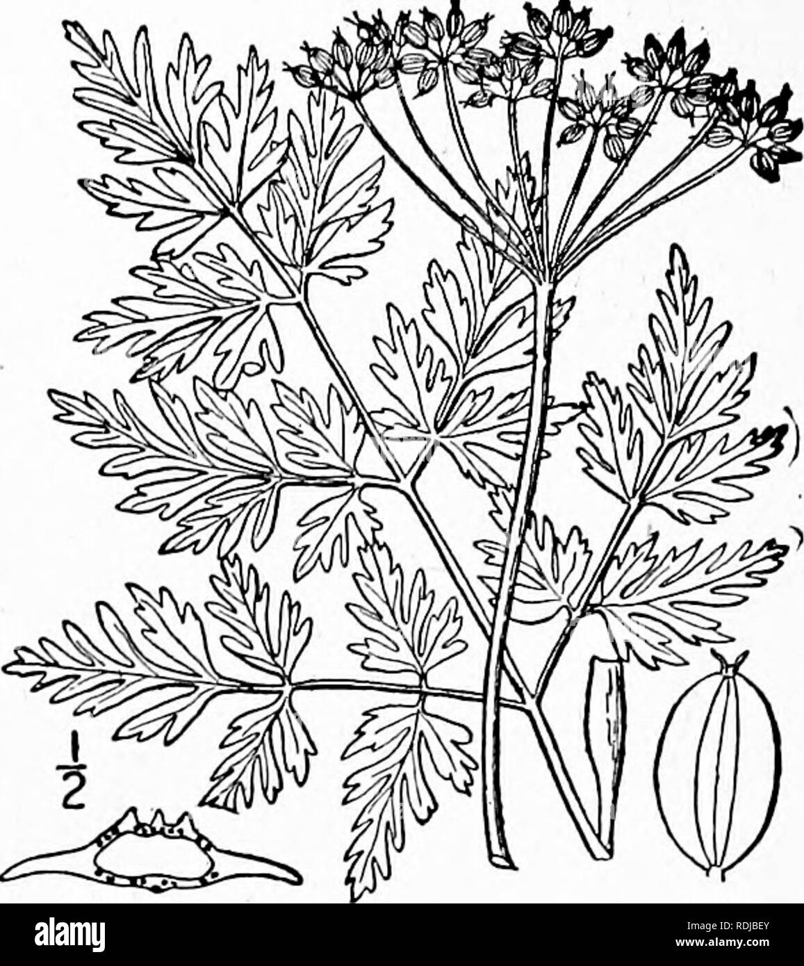 . An illustrated flora of the northern United States, Canada and the British possessions, from Newfoundland to the parallel of the southern boundary of Virginia, and from the Atlantic Ocean westward to the 102d meridian. Botany; Botany. 636 AMMIACEAE. Vol. II. I. Conioselinum chinense (L.) B.S.P. Hemlock-Parsley. Fig. 3126. Athamanta chinensis L, Sp. PI. 245, 1753. Selinum canadense Mdchx. Fl. Bor. Am. i: 165. 1803. C. (?) canadense T. &amp; G. FI. N. A. i: 619. 1840. Conioselinum chinense B.S.P. Prel. Cat. N. Y. 22. 1888. Stem terete, striate, 2°-5° high. Lower leaves long-petioled, the upper Stock Photo