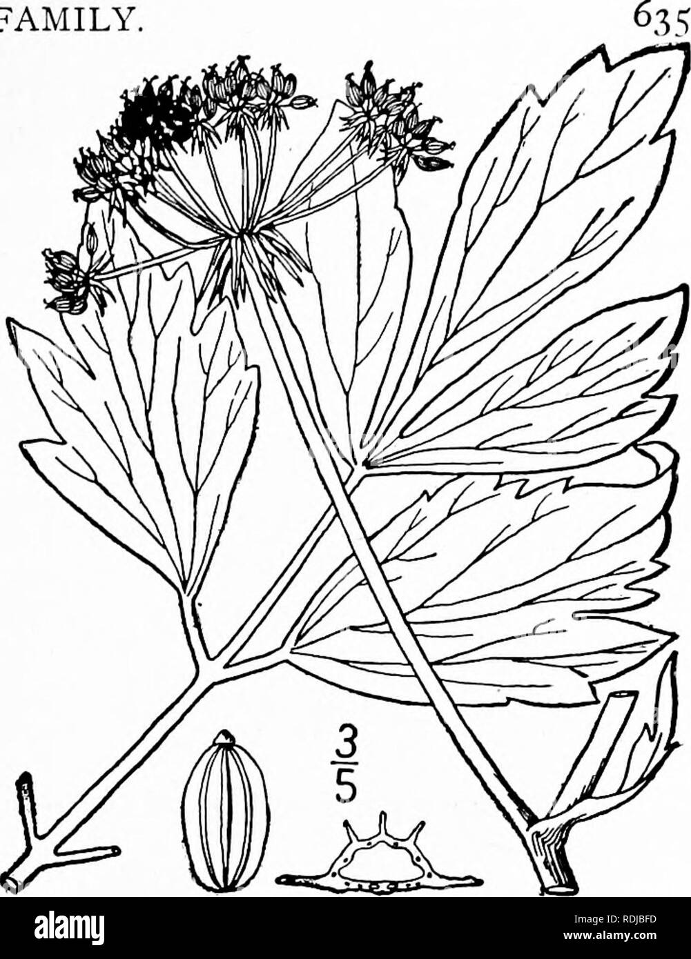 . An illustrated flora of the northern United States, Canada and the British possessions, from Newfoundland to the parallel of the southern boundary of Virginia, and from the Atlantic Ocean westward to the 102d meridian. Botany; Botany. Genus i6. CARROT FAMILY.. I. Hipposelinmn Levisticum (L.) Brit- ton &amp; Rose. Lovage. Fig. 3124. Ligusticum Levisticum L. Sp. PI. 250. 1753. Levisticum officinale Koch, Nov. Act Nat. Cur. 12': loi. 1824. Levisticum Levisticum Karst. Deutsch. FL 844. 1882. Stout, branched, 6° high or less, glabrous, except the puberulent pedicels, the rootstock stout, yellowis Stock Photo