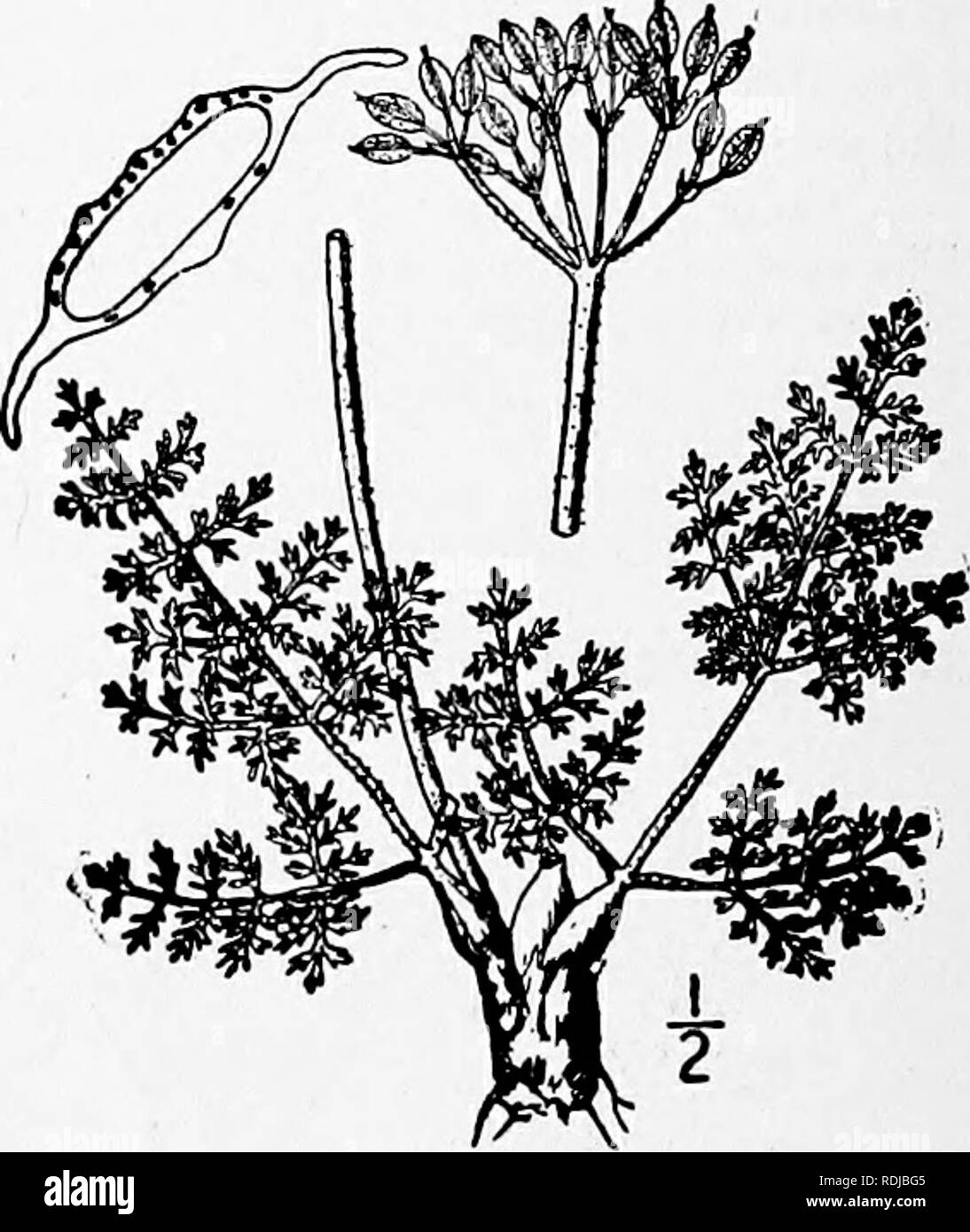 . An illustrated flora of the northern United States, Canada and the British possessions, from Newfoundland to the parallel of the southern boundary of Virginia, and from the Atlantic Ocean westward to the 102d meridian. Botany; Botany. 3. Cogswellia foeniculacea (Nutt.) Coult. &amp;Rose. Hairy Parsley. Fig. 3119. Ferula foeniculacea Nutt. Gen. i : 183. 1818. Lomatium villosum Raf. Journ. Phys. Eg. loi. 1819. Cogswellia villosa Spreng.; Roem, &amp; Schultes, Syst. 6: 588. 1820. Cogsivellia foeniculacea Coult. &amp; Rose, Contr. U. S. Nat. Herb. 12 : 449. 1909. Tomentose-pubescent; peduncles 3- Stock Photo