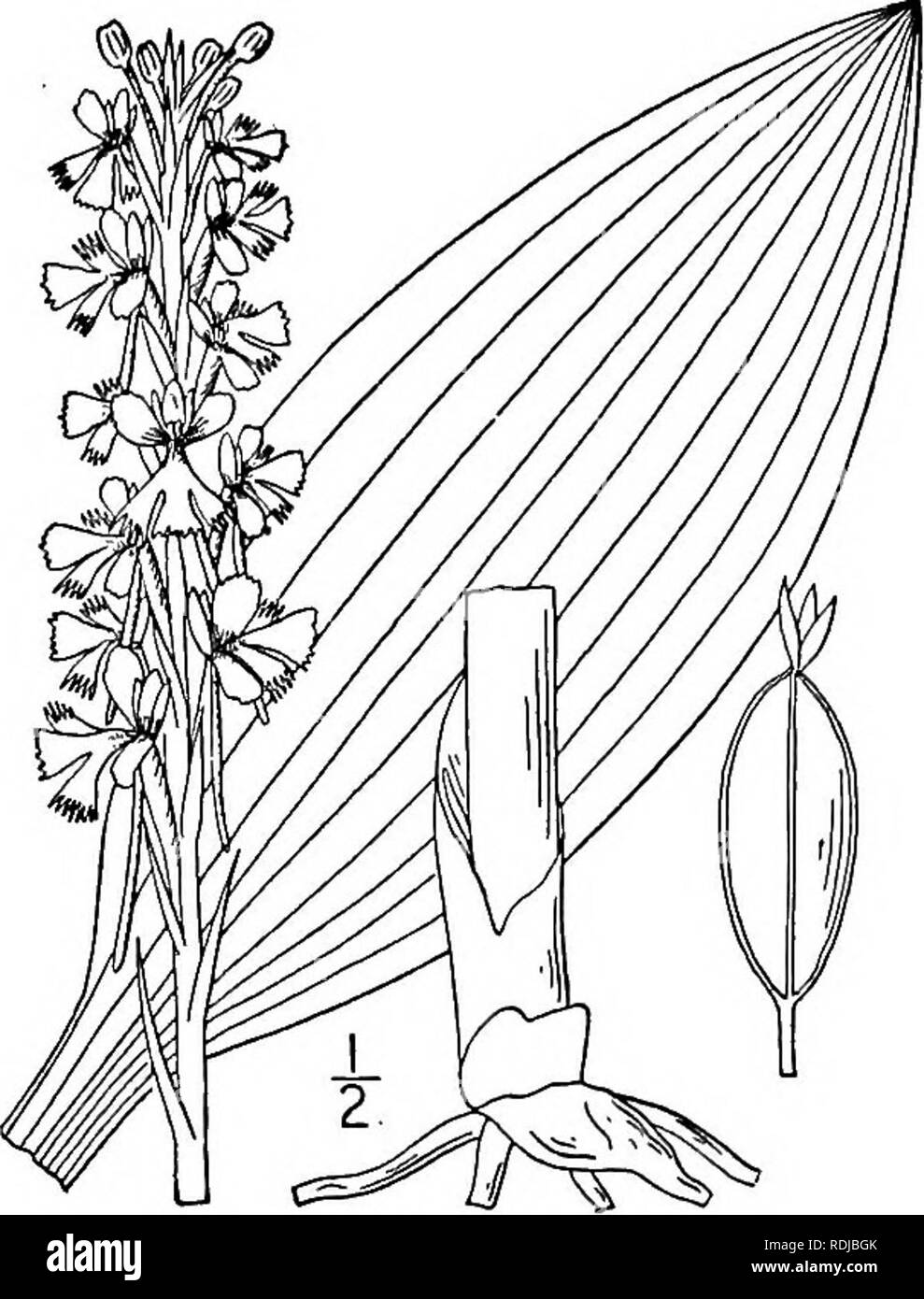 . An illustrated flora of the northern United States, Canada and the British possessions, from Newfoundland to the parallel of the southern boundary of Virginia, and from the Atlantic Ocean westward to the 102d meridian. Botany; Botany. Genus 12. ORCHID FAMILY. 559 7. Blephariglottis psycodes (L.) Rydb. Smaller Purple-fringed Orchis. Fig. 1379. Orchis psycodes L. Sp. PI. 943. 1753. Orchis fimbriates Ait. Hort. Kew. 3 : 297. 1789. Habenaria psycodes Spreng. Syst. 3 : 693. 1826. Blephariglottis psycodes Rydb. in Britton, Man. 296. 1901. Stem rather slender, i°-3° high. Leaves oval, elliptic or l Stock Photo