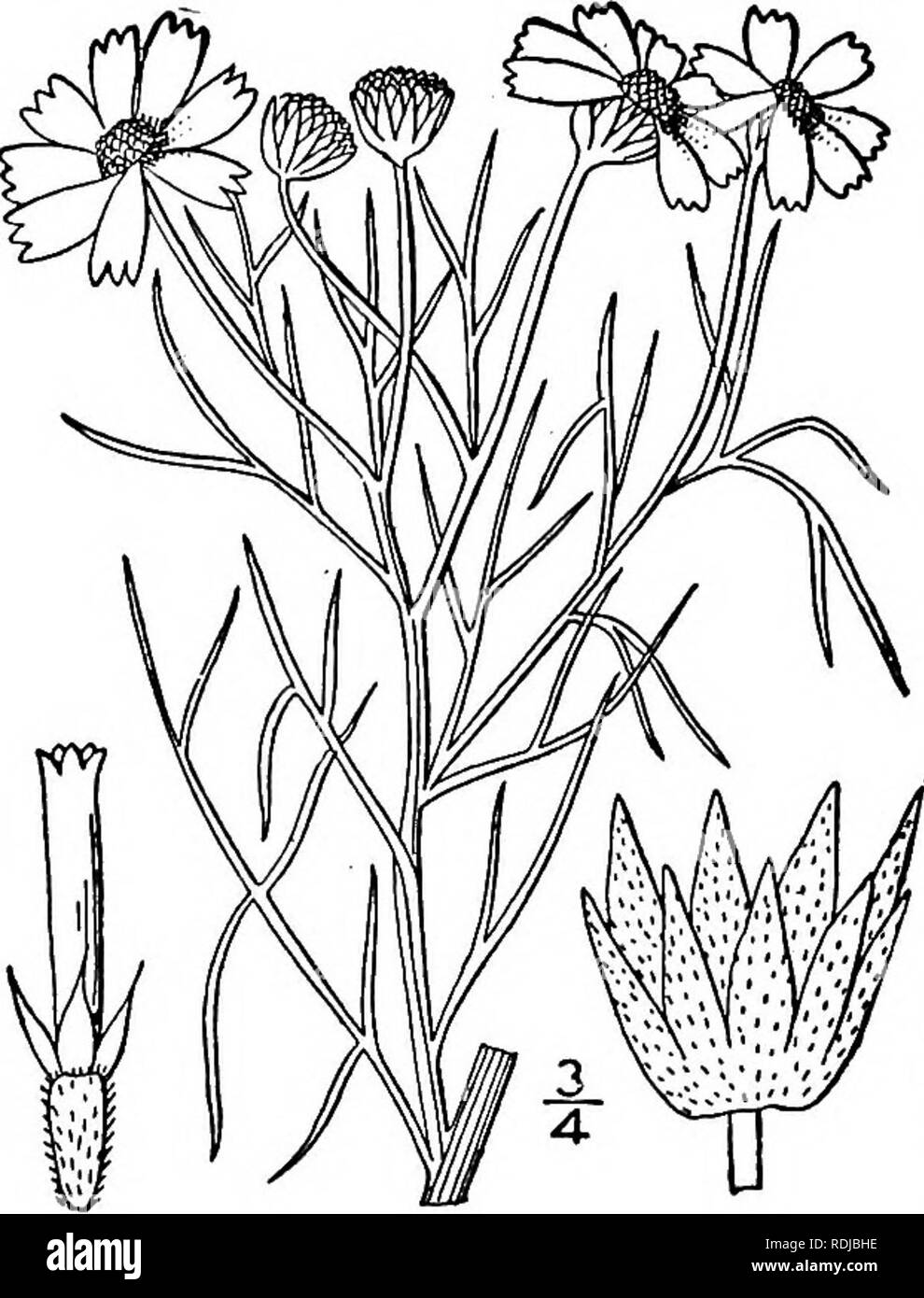 . An illustrated flora of the northern United States, Canada and the British possessions, from Newfoundland to the parallel of the southern boundary of Virginia, and from the Atlantic Ocean westward to the 102d meridian. Botany; Botany. 5&quot;&gt; COMPOSITAE. Vol. III. rather broad, the outer connate at base. Receptacle flat, convex or conic. Ray-flowers fertile, the rays short and broad, 3-lobed. Disk-flowers perfect, fertile, with 5 short lobes. Anthers notched at the base, with rounded auricles. Style- branches truncate and penicillate. Achenes turbi- nate, pubescent. Pappus of 5-8 acumina Stock Photo