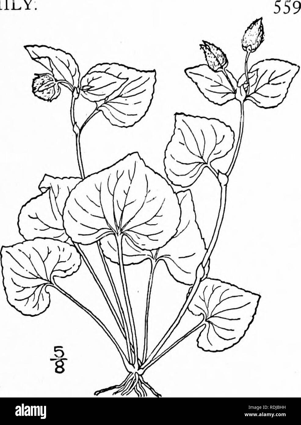 . An illustrated flora of the northern United States, Canada and the British possessions, from Newfoundland to the parallel of the southern boundary of Virginia, and from the Atlantic Ocean westward to the 102d meridian. Botany; Botany. Genus i. VIOLET FAMILY. 36. Viola eriocarpa Schwein. Smoothish Yellow Violet. Fig. 2958. V. eriocarpa Schwein. Am. Journ. Sci. 5: 75. 1822. V. pubescens var. scabriuscula T, &amp; G. Fl. N. A. i: 142. 1838. V. scabriuscula Schwein.; Britt. &amp; Brown, 111. Fl. 2 : 453- 1897. Glabrous except for minute pubescence on the upper part of the stem and on the lower s Stock Photo