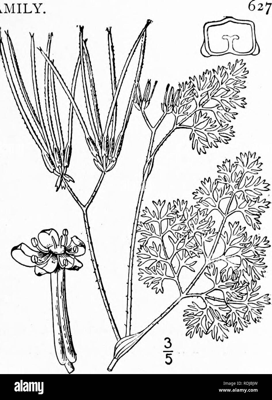 . An illustrated flora of the northern United States, Canada and the British possessions, from Newfoundland to the parallel of the southern boundary of Virginia, and from the Atlantic Ocean westward to the 102d meridian. Botany; Botany. Genus 5. CARROT FAMILY. I. Scandix Pecten-Veneris L. Venus'- or Lady's-comb. Shepherd's-needle. Fig. 3107. Scandix Pecten-Veneris L. Sp. PI. 256, 1753. Pubescent, stem 6'-i8' high, branched, the branches ascending. Leaves 2-3-pinnately dis- sected, the lobes acute, less than 4&quot; wide; lower leaves long-petioled; involucre none; involucels' of several lanceo Stock Photo