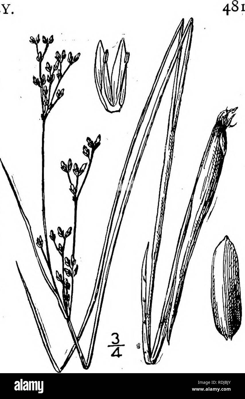 . An illustrated flora of the northern United States, Canada and the British possessions, from Newfoundland to the parallel of the southern boundary of Virginia, and from the Atlantic Ocean westward to the 102d meridian. Botany; Botany. Genus i. RUSH FAMILY. 43. Juncus brevicaudatus (Engelm.) Fer- nald. Narrow-panicled Rush. Fig. 1208. /. canadensis brevicaudatus Engelm. Trans. St. Louis Acad. 2: 436. 1866. /. canadensis coarctatus Engelm. loc. cit. 474. 1868. 7. brevicaudatus Fernald, Rhodora 6: 35. 1904. Plant 6'-2i° high, slender, tufted, the rootstocks short. Leaf-blades less than 1&quot;  Stock Photo