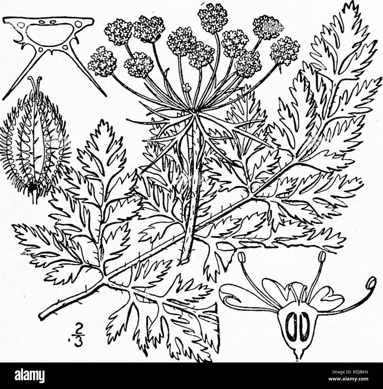 . An illustrated flora of the northern United States, Canada and the British possessions, from Newfoundland to the parallel of the southern boundary of Virginia, and from the Atlantic Ocean westward to the 102d meridian. Botany; Botany. Genus 3. CARROT FAMILY. 625 3. DAUCUS [Tourn.] L. Sp. PI 242. 1753. Biennial or annual, mostly hispid-pubescent herbs, with pinnately decompound finely divided leaves, and compound umbels of white or reddish flowers. Involucre of several fohaceous pinnately parted bracts in our species. Involucels of numerous entire or toothed bracts. Calyx-teeth obsolete. Peta Stock Photo