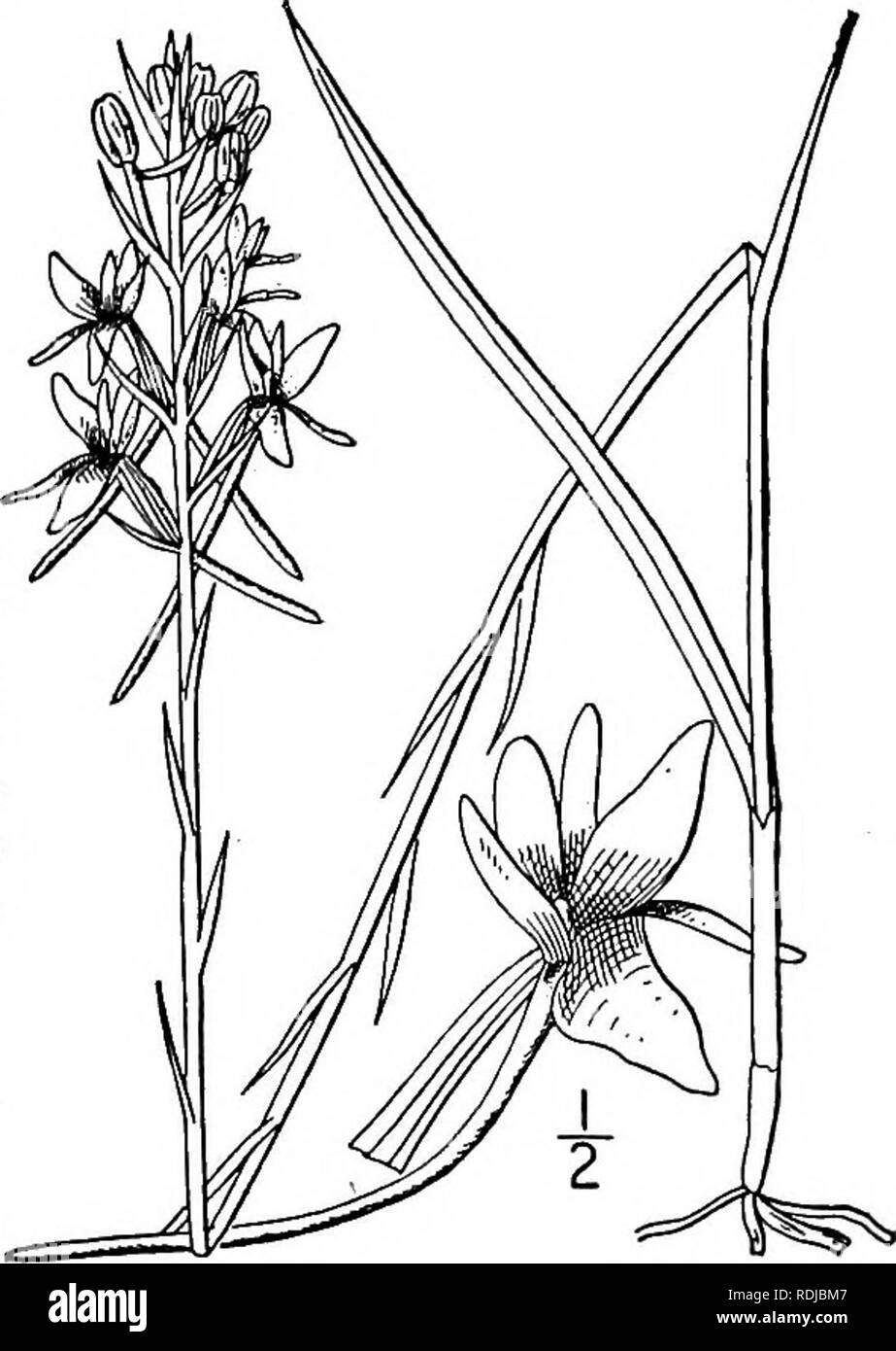 . An illustrated flora of the northern United States, Canada and the British possessions, from Newfoundland to the parallel of the southern boundary of Virginia, and from the Atlantic Ocean westward to the 102d meridian. Botany; Botany. 2. Gymnadeniopsis Integra (Nutt.) Rydb. Small Southern Yellow Orchis. Fig. 1365. Orchis Integra Nutt. Gen. 2 : 188. 1818. Habenaria integra Spreng. Syst. 3: 689. 1826. G. integra Rydb. in Britton, Man. 293. 1901. Stem i°-2° high, angled, with 1-3 linear- lanceolate leaves below, and numerous bract-like ones above. Lower leaves 2'-8' long, acute; spike l'-3' lon Stock Photo