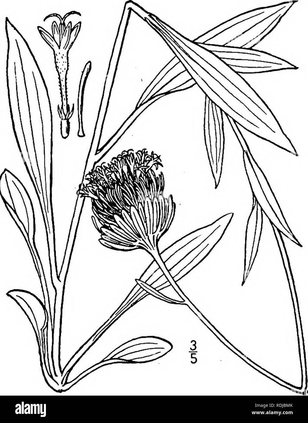 . An illustrated flora of the northern United States, Canada and the British possessions, from Newfoundland to the parallel of the southern boundary of Virginia, and from the Atlantic Ocean westward to the 102d meridian. Botany; Botany. 2. Marshallia caespitosa Nutt. Narrow-leaved Marshallia. Fig. 4525. Marshallia caespitosa Nutt.; DC. Prodr. 5: 680. 1836. Stems usually tufted and simple, sometimes sparingly branched, leafy either only near the base or to beyond the middle, 8'-is' high. Leaves thick, mostly basal, faintly 3-nerved, linear or linear-spatulate, obtuse, some- times 4' long and 3& Stock Photo