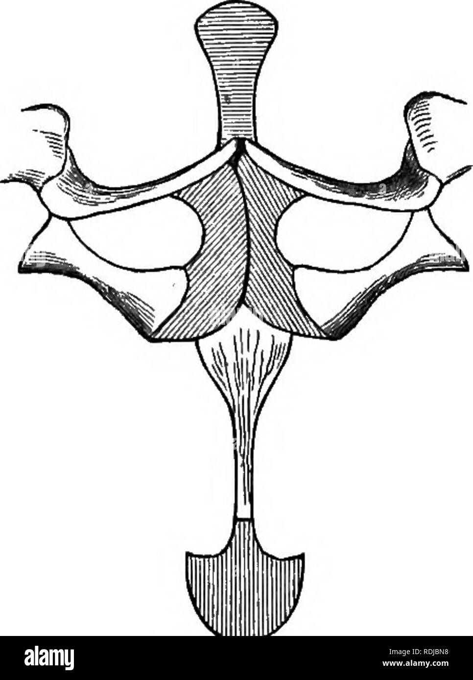 . Catalogue of the Batrachia Salientia s. Ecaudata in the collection of the British museum. Amphibians. 238 CTSTIGNATHHia. dilated at the tips. Outer metatarsals united. Omosternum carti- laginous ; sternum -with a bony style. Terminal phalanges simple. Tropical America.. Sternal apparatus of Leptodactylus pmtadactylm. Synopsis of the Species. I. Toes -without distinct dermal margins. 1. Tongue regularly heart-shaped. Tympanum half the -width of the eye . 1. pustulatus, p. 239. Tympanum two thirds the width of the eye; tibio-tarsal articulation not reach- ing the eye 2. rhodonotus, p. 239. 2.  Stock Photo