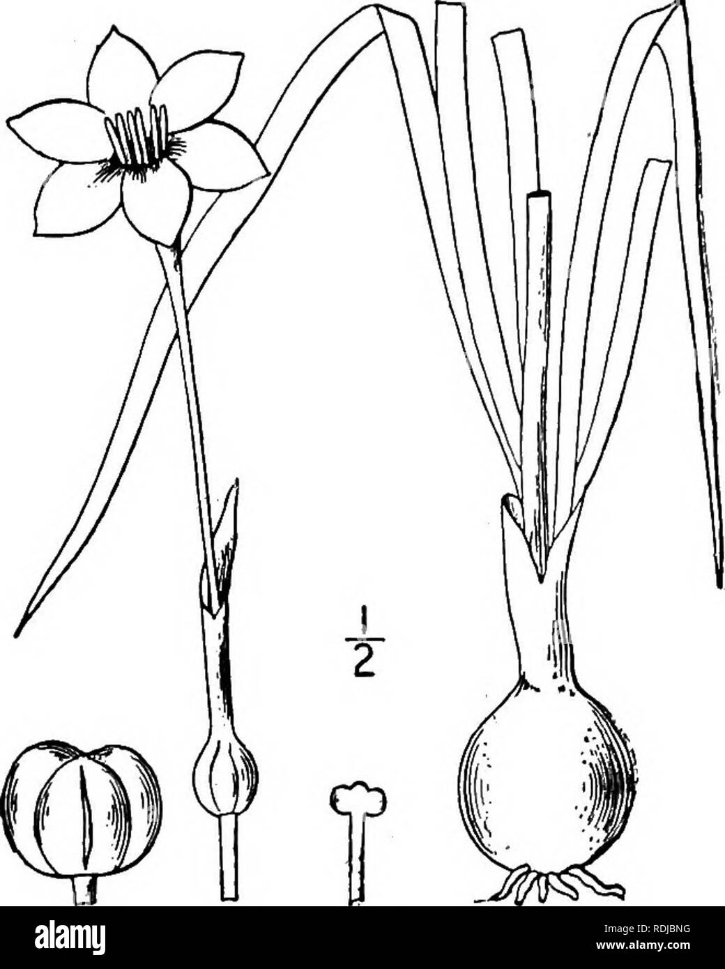 . An illustrated flora of the northern United States, Canada and the British possessions, from Newfoundland to the parallel of the southern boundary of Virginia, and from the Atlantic Ocean westward to the 102d meridian. Botany; Botany. Genus 3. AMARYLLIS FAMILY. 533 [In honor. or obovoid, 3-lobed, loculicidally 3-valved. Seeds numerous, horizontal, black. of Daniel Cooper, i8i7?-i842, Curator, Botanical Society of London.] Two known species, natives of the southwestern United States and Mexico, the following being the type. i. Cooperia Drummondii Herb. Drum- mond's Cooperia. Fig. 1322. C. Dru Stock Photo