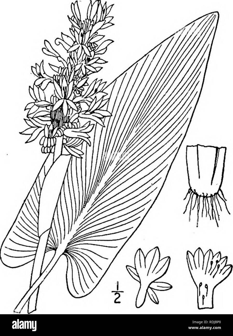 . An illustrated flora of the northern United States, Canada and the British possessions, from Newfoundland to the parallel of the southern boundary of Virginia, and from the Atlantic Ocean westward to the 102d meridian. Botany; Botany. Genus i. PICKEREL-WEED FAMILY. 463 i. Pontederia cordata L. Pickerel-weed. Fig. 1161. Pontederia cordata L. Sp. PI. 288. 1753. Pontederia lancifolia Muhl. Cat. 34. 1813. Pontederia cordata var. angustifolia Torr. Fl. N. U. S. 1: 343. 1824. Pontederia cordata lancifolia Morong, Mem. Torr. Club 5: 105. 1894. Stem rather stout, i°-4° tall. Leaves ovate to lanceola Stock Photo