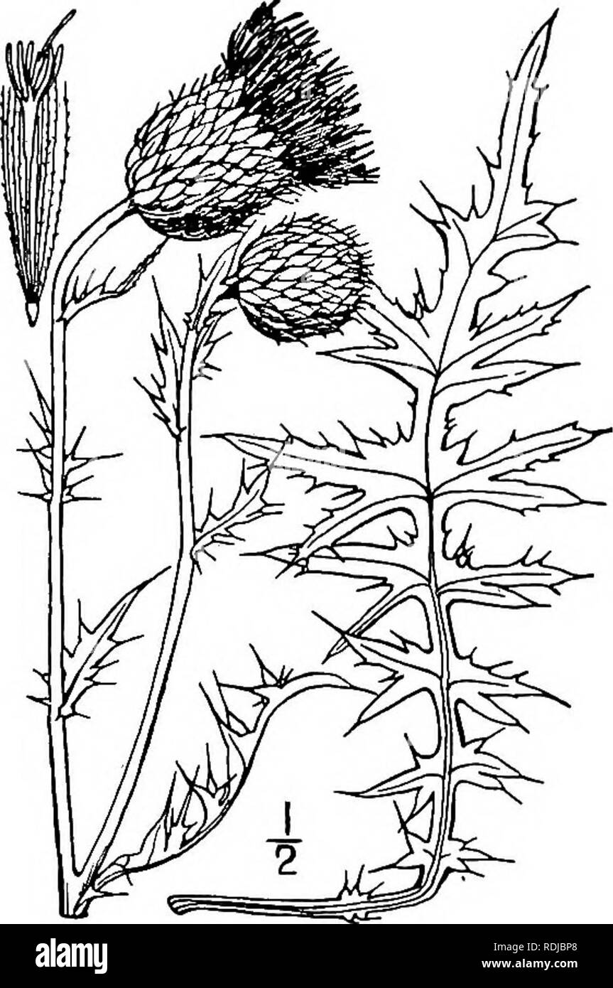 . An illustrated flora of the northern United States, Canada and the British possessions, from Newfoundland to the parallel of the southern boundary of Virginia, and from the Atlantic Ocean westward to the 102d meridian. Botany; Botany. Genus 104. THISTLE FAMILY. 55' 7. Cirsium plattense (Rydb.) Britton. Prairie Thistle. Fig. 4642. Carduus plattensis Rydberg, Contr. Nat. Herb. 3: 167. pi. 2. 1895. Perennial or biennial, the root thick and deep; stem stout, simple, or little branched, ii°-2l° tall, densely white-felted. Leaves deeply pinnatifid, white-tomentose beneath, green, loosely tomen- to Stock Photo
