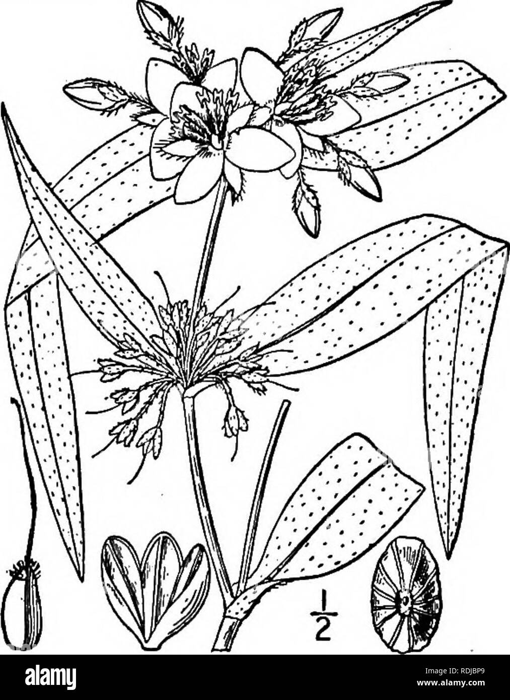 . An illustrated flora of the northern United States, Canada and the British possessions, from Newfoundland to the parallel of the southern boundary of Virginia, and from the Atlantic Ocean westward to the 102d meridian. Botany; Botany. COMMELINACEAE. Vol. I. 6. Tradescantia montana Shuttlw. Moun- tain Spiderwort. Fig. 1159. Tradescantia montana Shuttlw.; Britt. &amp; Br. 111. Fl. I: 377. 1896. Green and glabrous or somewhat pubescent, stems slender, simple or sparingly branched, i°-2° tall. Leaves lanceolate or linear-lanceo- late, 4-10' long, 2&quot;-6&quot; wide, mostly distant, their sheat Stock Photo