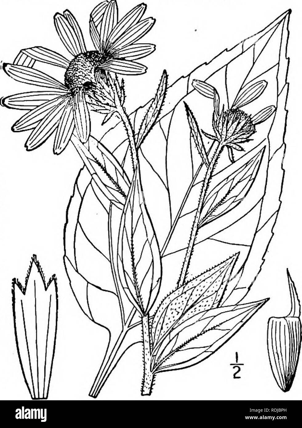 . An illustrated flora of the northern United States, Canada and the British possessions, from Newfoundland to the parallel of the southern boundary of Virginia, and from the Atlantic Ocean westward to the 102d meridian. Botany; Botany. 24. Helianthus laetiflorus Pers. Showy Sun- flower. Fig. 4484. Helianthus laetiflorus Pers. Syn. 2: 476. 1807. Perennial; stem scabrous or hispid, leafy, 4°-8° high. Leaves oval-lanceolate or ovate-lanceolate, short-peti- oled, 3-nerved, rough on both sides, narrrowed at the base, acute or acuminate at the apex, serrate or serru- late, 4-10' long, '-¥ wide, t Stock Photo
