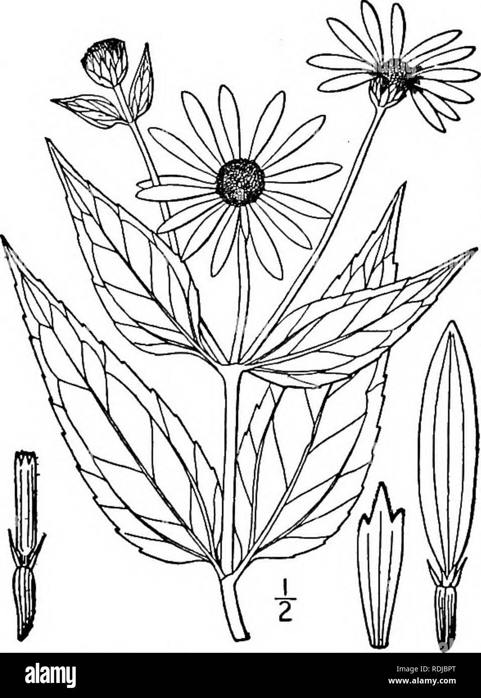 . An illustrated flora of the northern United States, Canada and the British possessions, from Newfoundland to the parallel of the southern boundary of Virginia, and from the Atlantic Ocean westward to the 102d meridian. Botany; Botany. 486 COMPOSITAE. Vol. III.. 24. Helianthus laetiflorus Pers. Showy Sun- flower. Fig. 4484. Helianthus laetiflorus Pers. Syn. 2: 476. 1807. Perennial; stem scabrous or hispid, leafy, 4°-8° high. Leaves oval-lanceolate or ovate-lanceolate, short-peti- oled, 3-nerved, rough on both sides, narrrowed at the base, acute or acuminate at the apex, serrate or serru- late Stock Photo