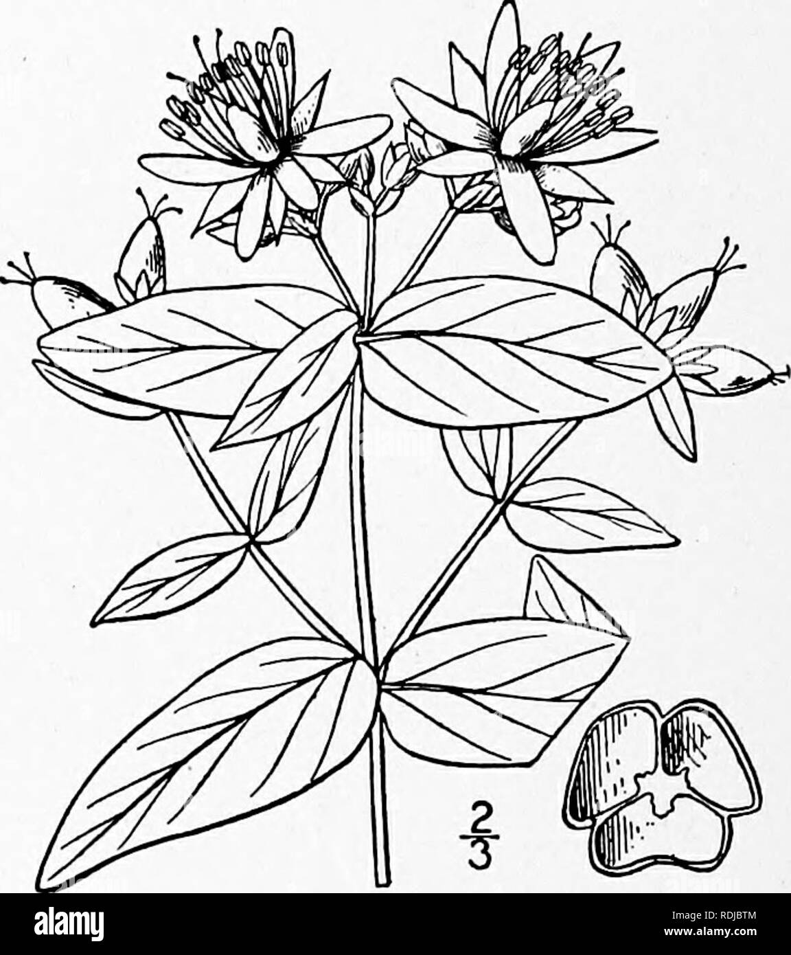 . An illustrated flora of the northern United States, Canada and the British possessions, from Newfoundland to the parallel of the southern boundary of Virginia, and from the Atlantic Ocean westward to the 102d meridian. Botany; Botany. HYPERICACEAE. Vol. II. 14. Hypericum pseudomaculatum Bush. Large Spotted St. John's-wort. Fig. 2894. Hypericum pseudomaculatum Bush ; Britton, Man. 627. igoi. Similar to the preceding species, but the leaves, at least the upper ones, acute, ovate to oblong-lanceolate; flowers larger; sepals lanceolate to ovate-lanceolate, acuminate; petals pale yellow, three to Stock Photo