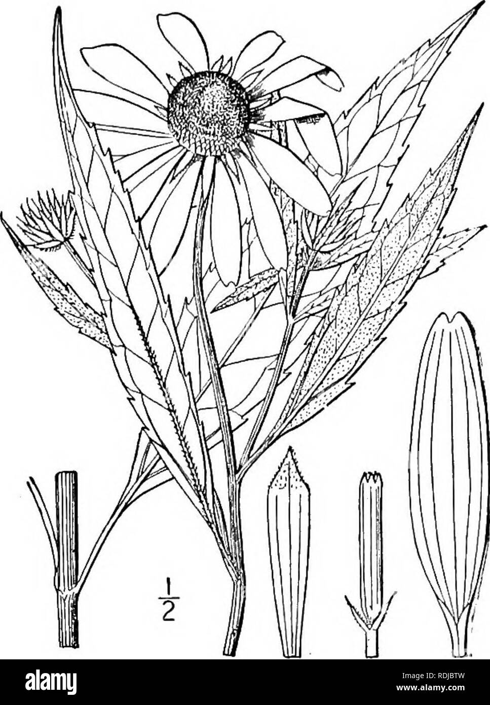 . An illustrated flora of the northern United States, Canada and the British possessions, from Newfoundland to the parallel of the southern boundary of Virginia, and from the Atlantic Ocean westward to the 102d meridian. Botany; Botany. 16. Helianthus Kellermani Britton Kellerman's Sunflower. Fig. 4476. Helianthus Kellermani Britton, Manual 994. 1901. Stem 6°-io° high, very smooth, much branch- ed above, the branches slender. Leaves nar- rowly elongated-lanceolate to linear-lanceolate, drooping, rather thin, distantly serrate with very small teeth, long-acuminate at the apex, attenuate at the  Stock Photo
