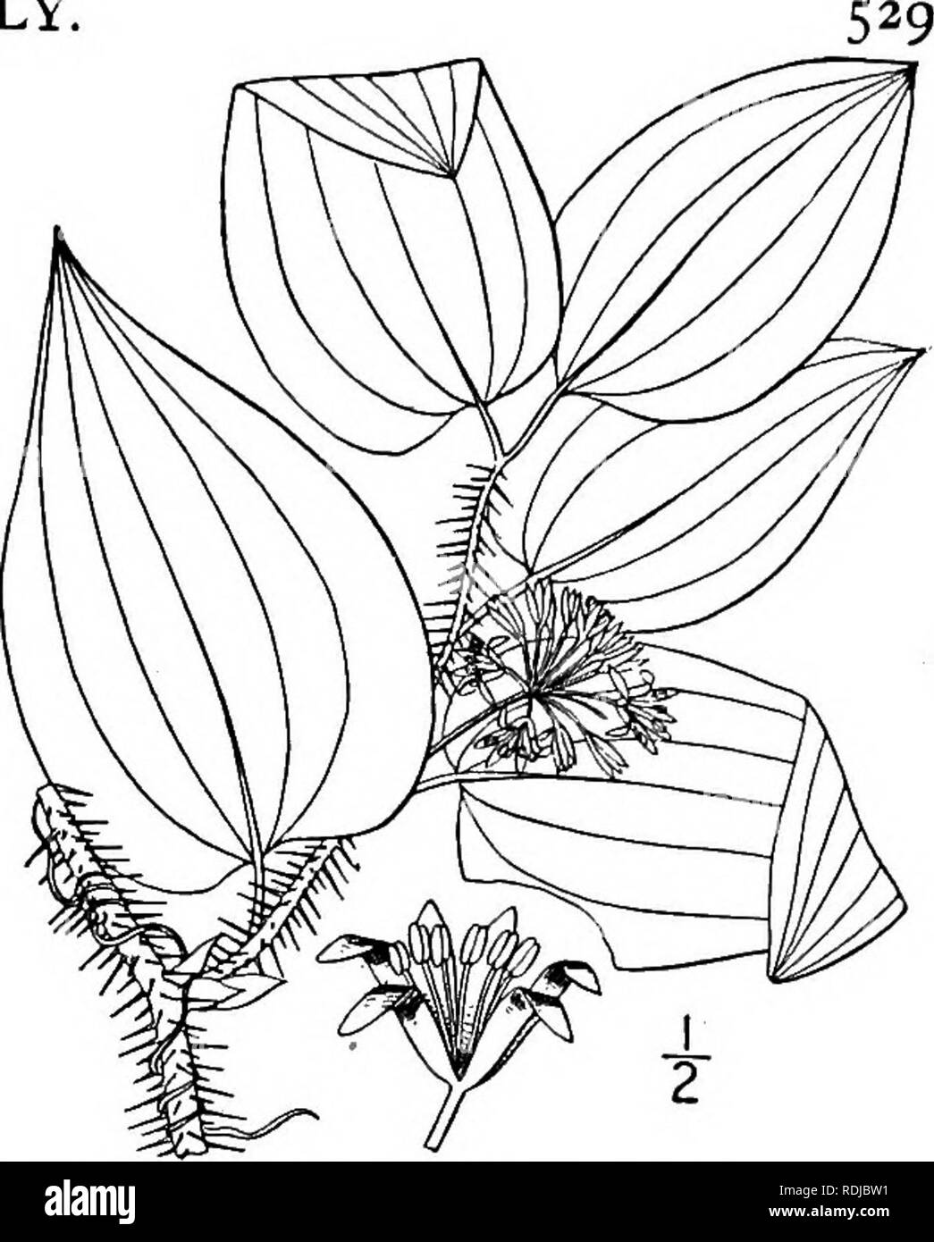. An illustrated flora of the northern United States, Canada and the British possessions, from Newfoundland to the parallel of the southern boundary of Virginia, and from the Atlantic Ocean westward to the 102d meridian. Botany; Botany. Genus i. SMILAX FAMILY.. 6. Smilax hispida Muhl. Hispid Greenbrier. Bristly Sarsaparilla. Fig. 1313. Smilax hispida Muhl.; Torr. Fl. N. Y. 2: 302. 1843. Glabrous, stem terete below, and commonly thickly hispid with numerous slender straight prickles, the branches more or less angled; peti- oles 4&quot;-9&quot; long, tendril-bearing, rarely denticu- late; leaves Stock Photo