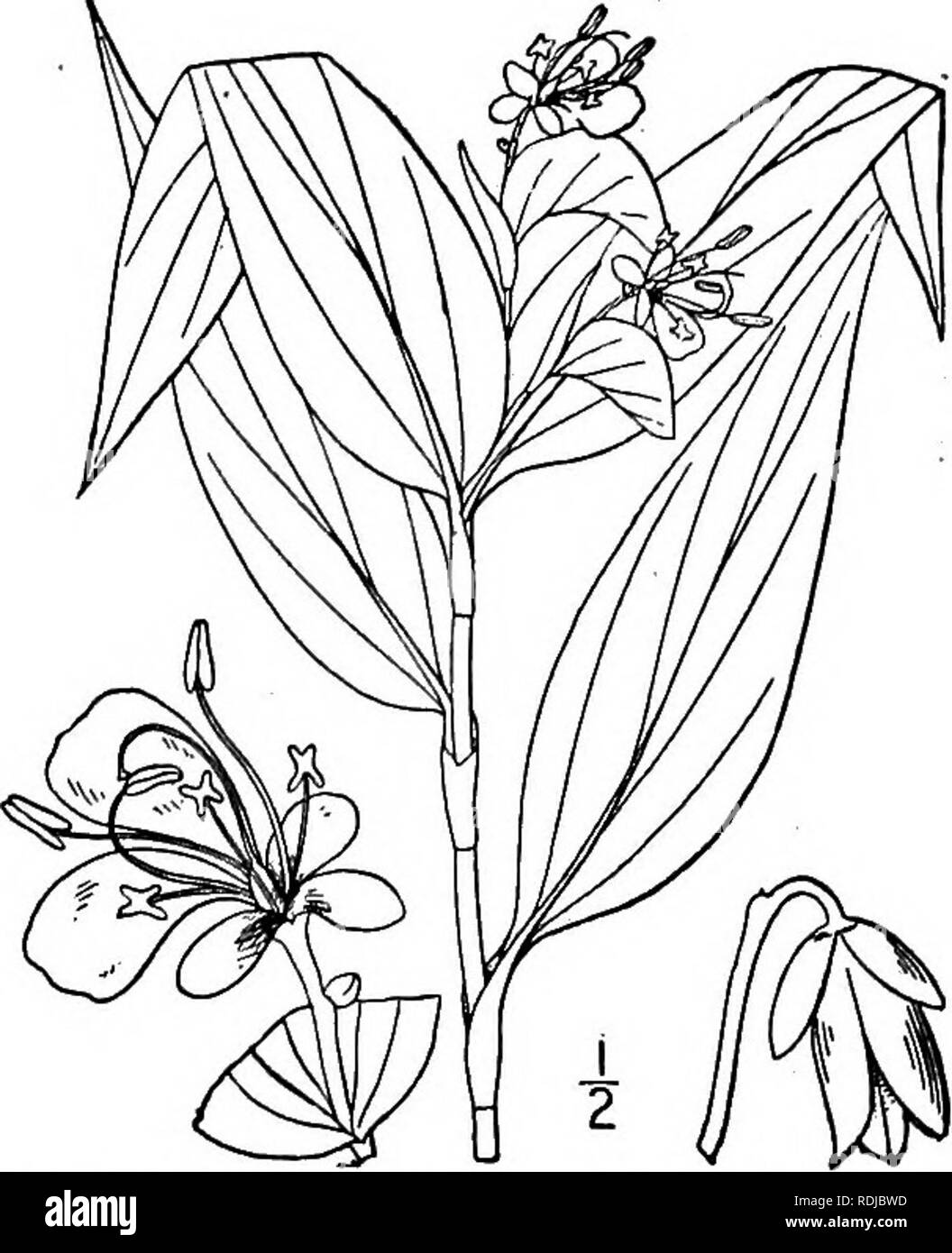 . An illustrated flora of the northern United States, Canada and the British possessions, from Newfoundland to the parallel of the southern boundary of Virginia, and from the Atlantic Ocean westward to the 102d meridian. Botany; Botany. 458 COMMELINACEAE. Vol. I. 2. Commelina communis L. Asiatic Day- flower. Fig. 1148. Commelina communis L. Sp. PI. 40- :753- Commelina Willdenovii Kunth, Enum. 4: 37. 1843. Glabrous or nearly so, sterns ascending or de- cumbent, rather slender, sometimes rooting at the nodes, i°-3° long. Leaves lanceolate or oblong- lanceolate, 3-5' long, i-il' wide, acuminate a Stock Photo