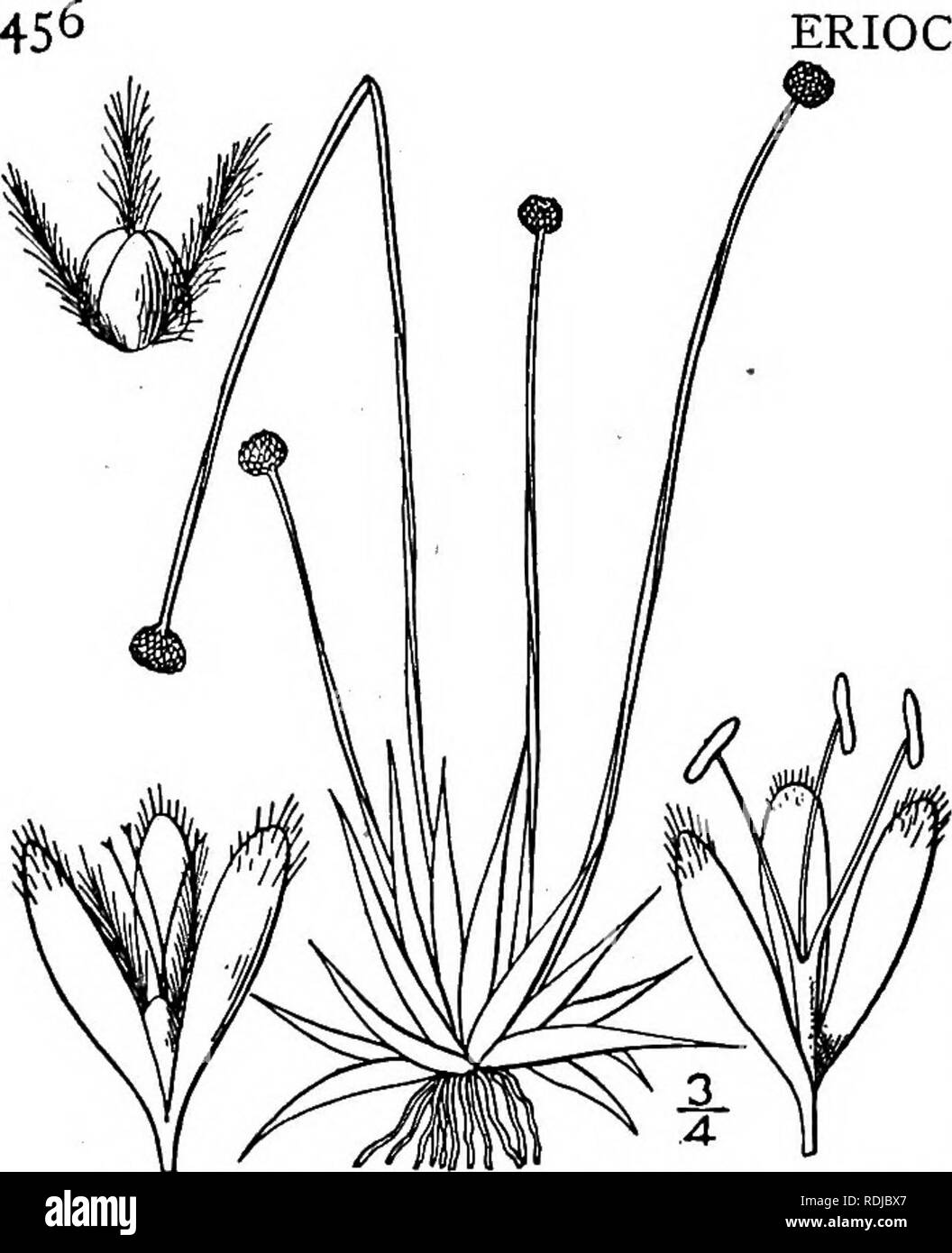 . An illustrated flora of the northern United States, Canada and the British possessions, from Newfoundland to the parallel of the southern boundary of Virginia, and from the Atlantic Ocean westward to the 102d meridian. Botany; Botany. ERIOCAULACEAE. Vol. I. i. Lachnocaulon anceps (Walt.) Morong. Hairy Pipewort. Fig. 1145. Eriocaulon anceps Walt. Fl. Car. 83. 1788. L. Michauxii Kunth, Enum. 3: 497. 1841. L. anceps Morong, Bull. Torr. Club 18: 360. 1891. Leaves glabrous or sparingly pubescent, i'-3' long, tapering to an obtuse callous tip. Scapes slender, 2-20' tall, 2-4-angled, clothed with l Stock Photo