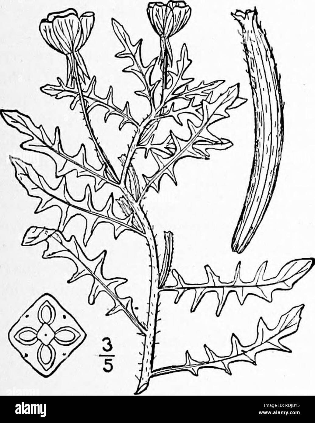 . An illustrated flora of the northern United States, Canada and the British possessions, from Newfoundland to the parallel of the southern boundary of Virginia, and from the Atlantic Ocean westward to the 102d meridian. Botany; Botany. 2. Raimannia laciniata (Hill) Rose. Cut-leaved Evening-Primrose. Fig. 3043- Oenothera laciniata Hill. Veg. Syst. 12: 64. 1767. Oenothera sinuata L. Mant. 2: 228. 1771. Oe. minima Pursh, Fl. Am. Sept. 262. pi. is. 1814. R, laciniata Rose, Contr, Nat. Herb. 8: 330. 1905. Decumbent or ascending, simple or sometimes branched, 4'-2^° high, glabrous or sparingly hirs Stock Photo