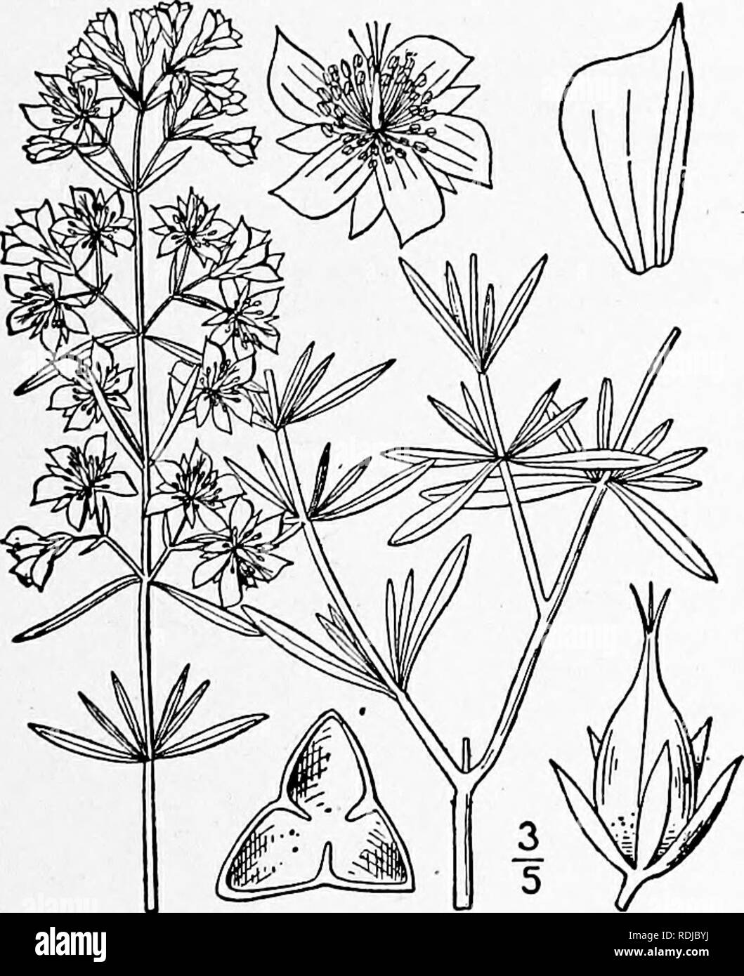 . An illustrated flora of the northern United States, Canada and the British possessions, from Newfoundland to the parallel of the southern boundary of Virginia, and from the Atlantic Ocean westward to the 102d meridian. Botany; Botany. Genus 2. ST. JOHN'S-WORT FAMILY, 5. Hypericum aureum Bartram. Golden St. John's-wort. Fig. 2885. Hypericum aureum Bartram, Travels 383. 1791. Perennial, shrubby, 2°-4° high, the twigs 4-sided. Leaves oblong, firm in texture, I's' long, obtuse and mucronulate at the apex, narrowed at the base, pale beneath; petioles very short; flowers solitary or 2 or 3 togethe Stock Photo