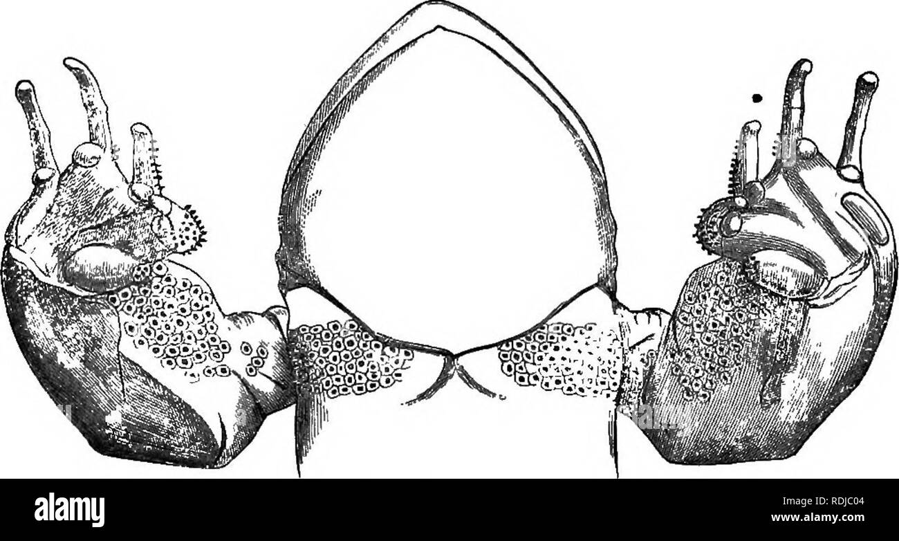 . Catalogue of the Batrachia Salientia s. Ecaudata in the collection of the British museum. Amphibians. 22 KAinDJS. Eana liebigii, OuntJi. Proc. Zool. Soc. 1860, p. 157, pi. 28. f. K-id. Mept. Brit. Ind. p. 407; Anders. Proc. Zool. Soc. 1871, p. 198; Theobald, Proc. As. Soc. 1873, p. Ill; Gunth. Proc. Zool. Soc. 1875, p. 567. „ ,. , sikkimensis, Jerdon, Proc. As. Soc. 1870, p. 83; StohaJca, Proc. As. Soc. 1872, p. 131. gammii, Anders. Journ. As. Soc. 1871, p. 21. ? vicina, Stoliczka, he. cit. gigas, Pet&amp;rs, Sitzb. Oes. nat. Fr. Berl 1881, p. 87. Vomerine teeth in two small oblique groups e Stock Photo