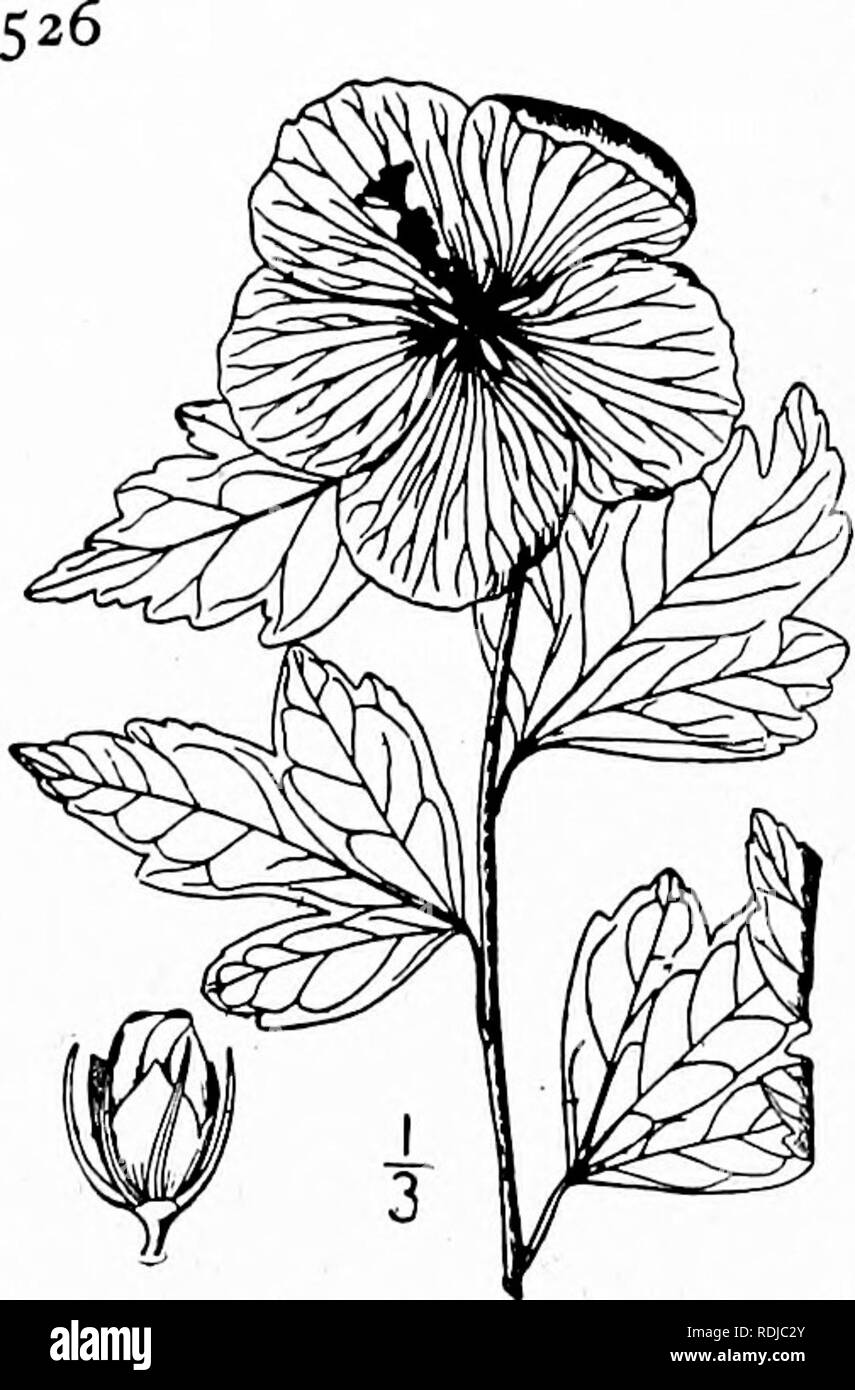 . An illustrated flora of the northern United States, Canada and the British possessions, from Newfoundland to the parallel of the southern boundary of Virginia, and from the Atlantic Ocean westward to the 102d meridian. Botany; Botany. MALVACEAE. Vol. II. 7. Hibiscus Syriacus L. Shrubby Althaea. Rose- of-Sharon. Fig. 2875. Hibiscus Syriacus L. Sp. PI. 695. 1753. A branching nearly glabrous shrub, io°-20° high. Leaves short-petioled, ovate, 2'-e,' long, obtuse or cuneate at the base, acute but blunt at the apex, 3^5-lobed or the upper merely dentate, sometimes with a few scattered stellate hai Stock Photo