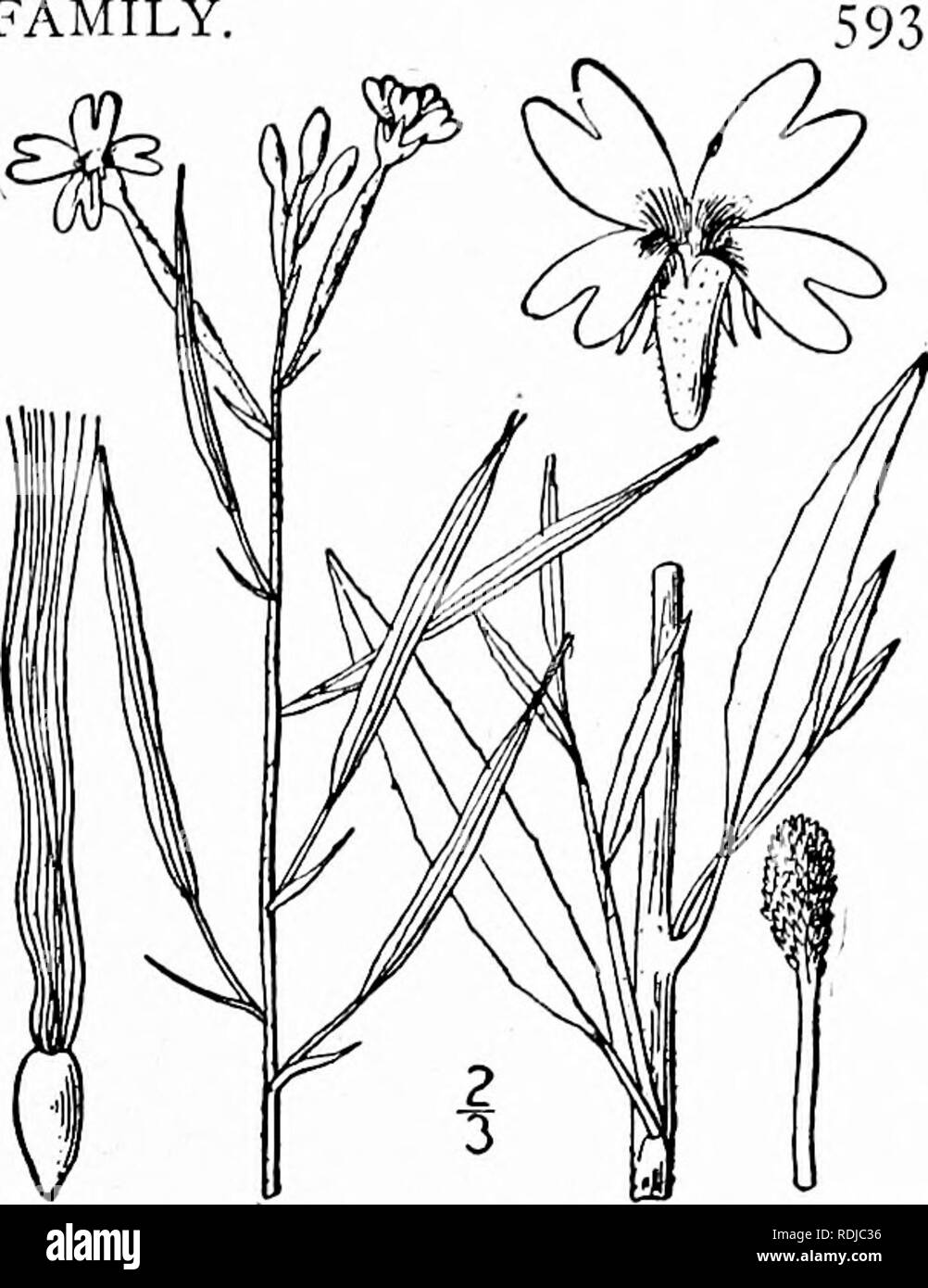. An illustrated flora of the northern United States, Canada and the British possessions, from Newfoundland to the parallel of the southern boundary of Virginia, and from the Atlantic Ocean westward to the 102d meridian. Botany; Botany. Genus 6. EVENING-PRIMROSE FAMILY. 7. Epilobium paniculatum Nutt. Panicled Willow-herb. Fig. 3033. E. paniculatum Nutt.; T. &amp; G. Fl. N. A. i: 490. 1840. Annual, slender, i°-2° tall, loosely branched, gla- brous below, glandular-pubescent above, the stem terete. Leaves alternate, varying from linear to linear-lanceolate, I's' long, acute, denticulate or nearl Stock Photo