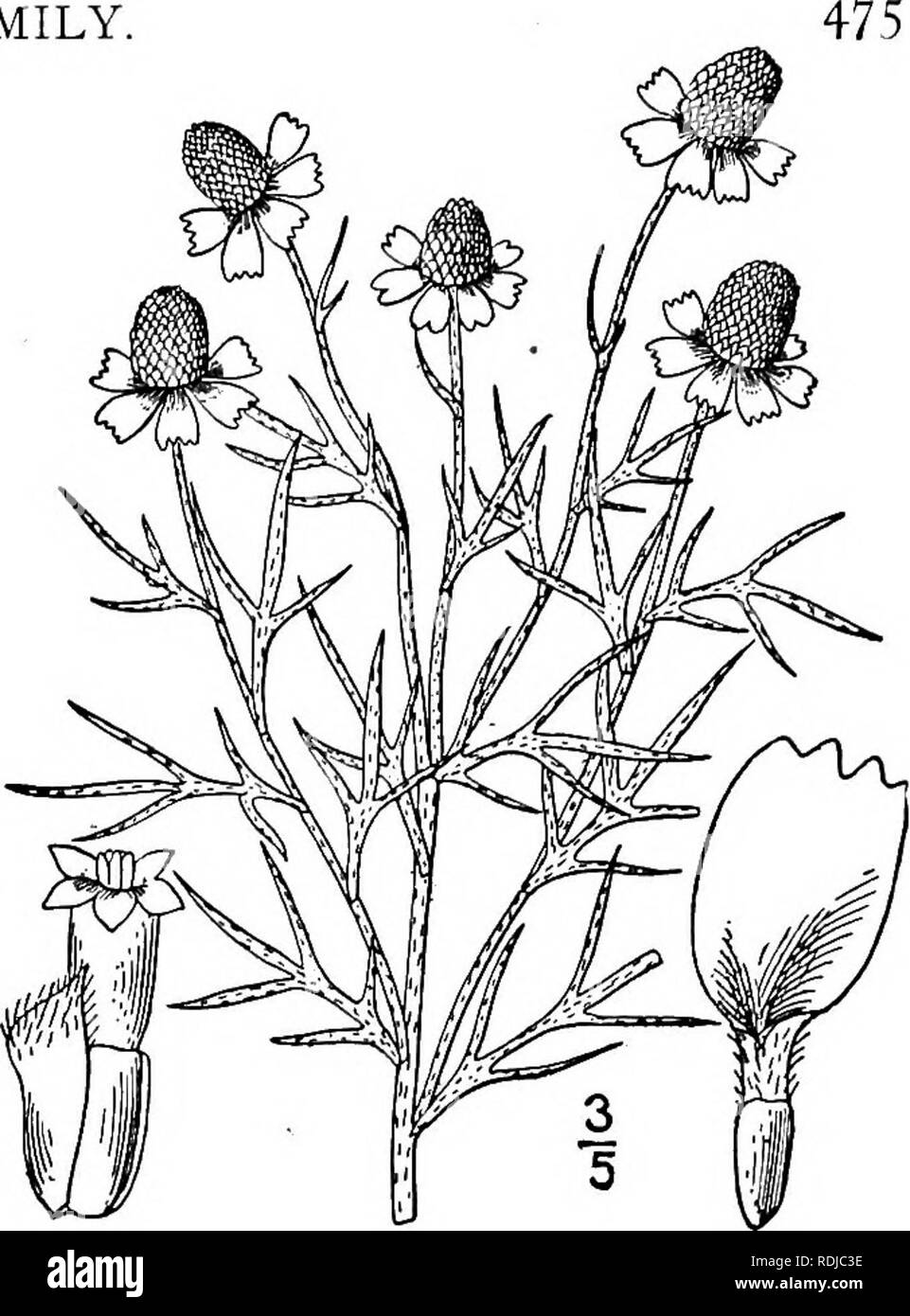 . An illustrated flora of the northern United States, Canada and the British possessions, from Newfoundland to the parallel of the southern boundary of Virginia, and from the Atlantic Ocean westward to the 102d meridian. Botany; Botany. Genus 63. THISTLE FAMILY 3. Ratibida Tagetes (James) Barnhart. Short-rayed Cone-flower. Fig. 4455. Rudbeckia Tagetes James in Long's Exp. 2 : 68. 1823. Lepachys Tagetes A. Gray, Pac. R. R. Rep. 4: 103. 1856. Ratibida Tagetes Barnhart, Bull. Torr. Club 24: 100. 1897. Rough-canescent; stem i°-ij° high, usually much branched, leafy. Leaves firm, pinnately divided  Stock Photo