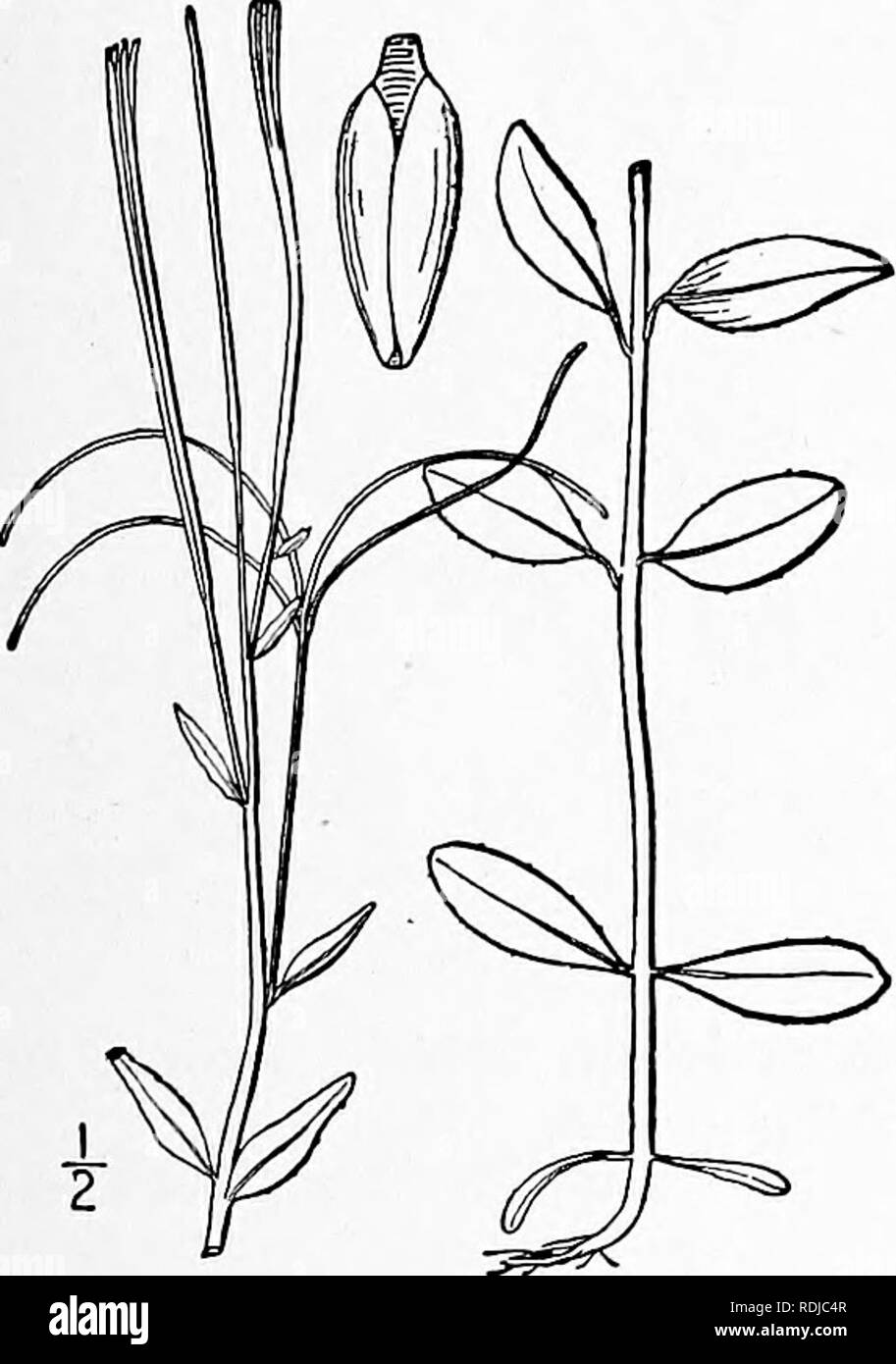 . An illustrated flora of the northern United States, Canada and the British possessions, from Newfoundland to the parallel of the southern boundary of Virginia, and from the Atlantic Ocean westward to the 102d meridian. Botany; Botany. Genus 6. EVENING-PRIMROSE FAMILY. 59' Densely pubescent throughout; leaves sessile. 6. E. strictuin. Glandular-pubescent above : leaves petioled. 7. E. paniculatum. Leaves lanceolate or ovate, serrate. Leaves lanceolate, acute or acuminate; stems solitary. Seeds obconic, beakless ; coma reddish; leaves narrowly lanceolate. 8. E. coloratum. Seeds ellipsoid, shor Stock Photo