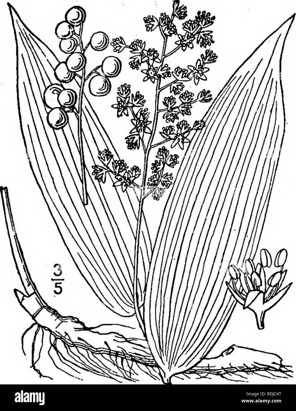 . An illustrated flora of the northern United States, Canada and the British possessions, from Newfoundland to the parallel of the southern boundary of Virginia, and from the Atlantic Ocean westward to the 102d meridian. Botany; Botany. 2. Clintonia umbellulata (Michx.) Torr. White Clintonia. Fig. 1282. Dracaena umbellulata Michx. Fl. Bor. Am, 1: 202. 1803. Clintonia ciliata Raf. Journ. Phys. 89: 102. 1819. C. umbellata Torr. Fl. N. Y. 2: 301. 1843. Scape more or less pubescent, 8'-i8' high, sometimes bearing a small leaf. Leaves 2-5, oblong, oblanceolate or obo- vate, shorter than the scape o Stock Photo