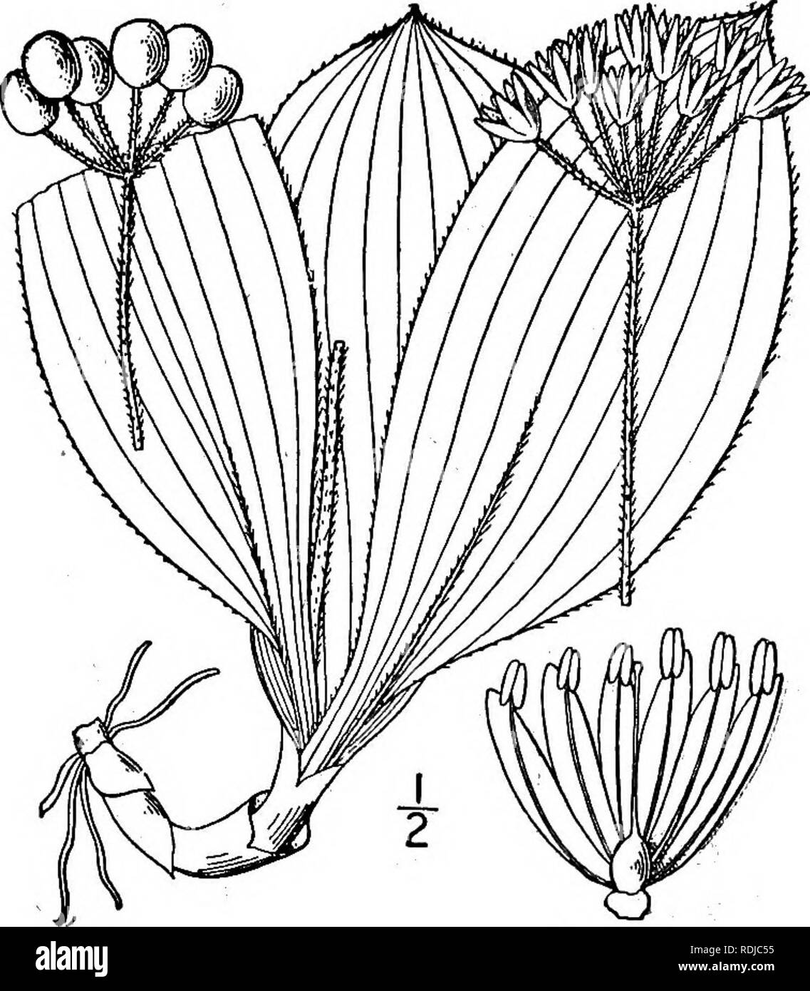 . An illustrated flora of the northern United States, Canada and the British possessions, from Newfoundland to the parallel of the southern boundary of Virginia, and from the Atlantic Ocean westward to the 102d meridian. Botany; Botany. Genus 2. LILY-OF-THE-VALLEY FAMILY. 5i5. 2. Clintonia umbellulata (Michx.) Torr. White Clintonia. Fig. 1282. Dracaena umbellulata Michx. Fl. Bor. Am, 1: 202. 1803. Clintonia ciliata Raf. Journ. Phys. 89: 102. 1819. C. umbellata Torr. Fl. N. Y. 2: 301. 1843. Scape more or less pubescent, 8'-i8' high, sometimes bearing a small leaf. Leaves 2-5, oblong, oblanceola Stock Photo