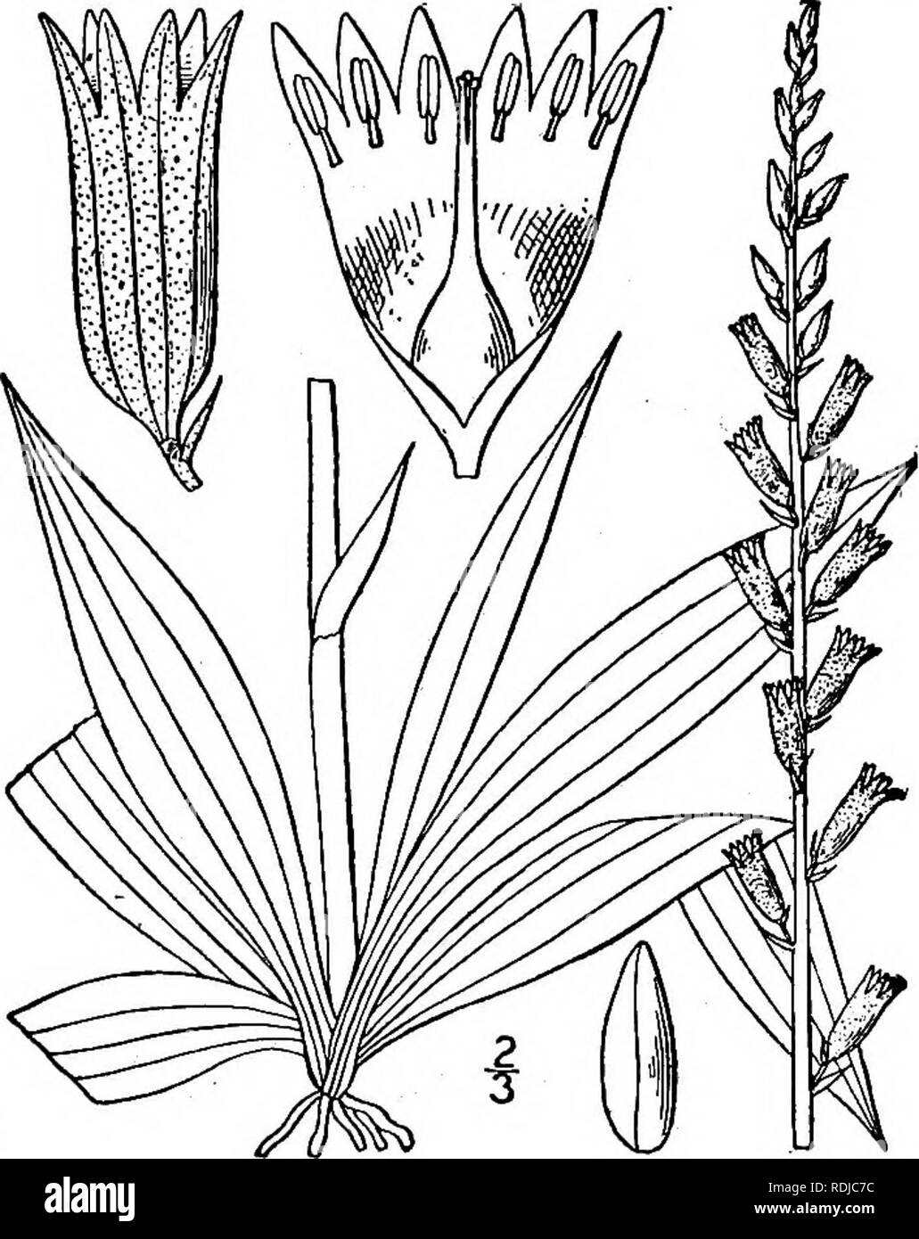 . An illustrated flora of the northern United States, Canada and the British possessions, from Newfoundland to the parallel of the southern boundary of Virginia, and from the Atlantic Ocean westward to the 102d meridian. Botany; Botany. 2. Muscari racemosum (L.) Mill. Starch Grape-Hyacinth. Fig. 1275. Hyacinthus racemosus L. Sp. PI. 318. 1753. Muscari racemosum Mill. Gard. Diet. Ed. 8, no. 2. 1768. Similar to the preceding species. Leaves i&quot;-2&quot; wide, recurved or spreading, channeled above; raceme oblong or ovoid, many-flowered, dense, i'-2i' long; pedicels shorter than the starchy- s Stock Photo