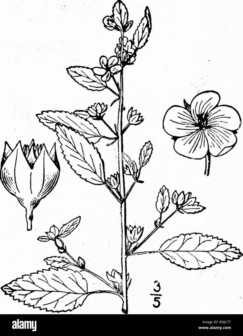 . An illustrated flora of the northern United States, Canada and the British possessions, from Newfoundland to the parallel of the southern boundary of Virginia, and from the Atlantic Ocean westward to the 102d meridian. Botany; Botany. 520 MALVACEAE. Vol. II. About 100 species, natives of the warmer parts of America, Asia, Africa and Australasia. Besides the following, some 20 others occur in the southern and southwestern parts of the United States. Type species : Sida alnifolia L. Leaves linear, ovate or oblong, serrate Leaves ovate or oblong-lanceolate ; flowers 2&quot;-4&quot; broad i. S.  Stock Photo
