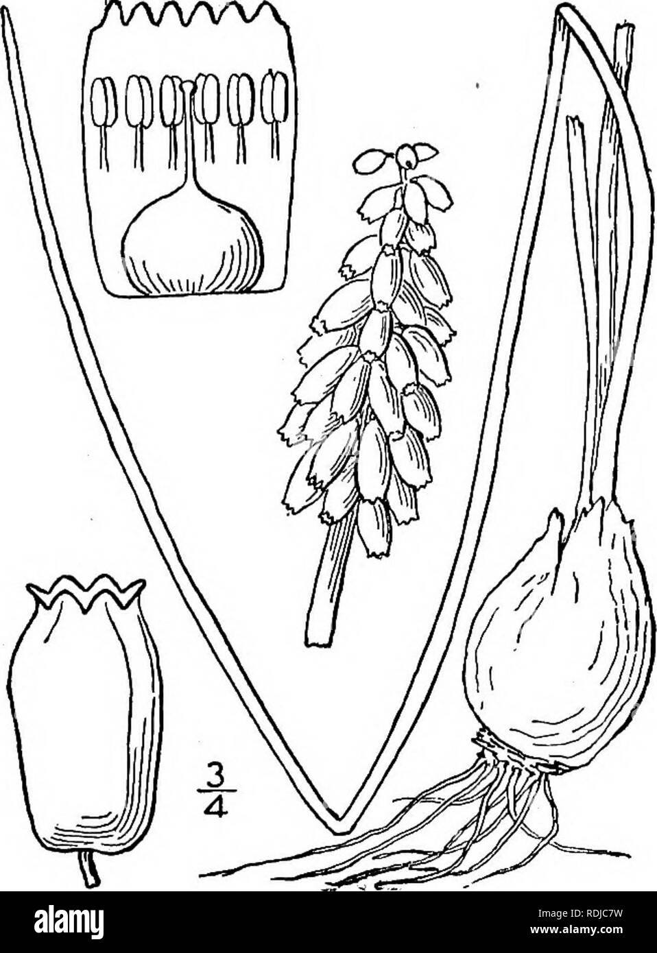 . An illustrated flora of the northern United States, Canada and the British possessions, from Newfoundland to the parallel of the southern boundary of Virginia, and from the Atlantic Ocean westward to the 102d meridian. Botany; Botany. Genus 13. LILY FAMILY. 5&quot;. 2. Muscari racemosum (L.) Mill. Starch Grape-Hyacinth. Fig. 1275. Hyacinthus racemosus L. Sp. PI. 318. 1753. Muscari racemosum Mill. Gard. Diet. Ed. 8, no. 2. 1768. Similar to the preceding species. Leaves i&quot;-2&quot; wide, recurved or spreading, channeled above; raceme oblong or ovoid, many-flowered, dense, i'-2i' long; pedi Stock Photo