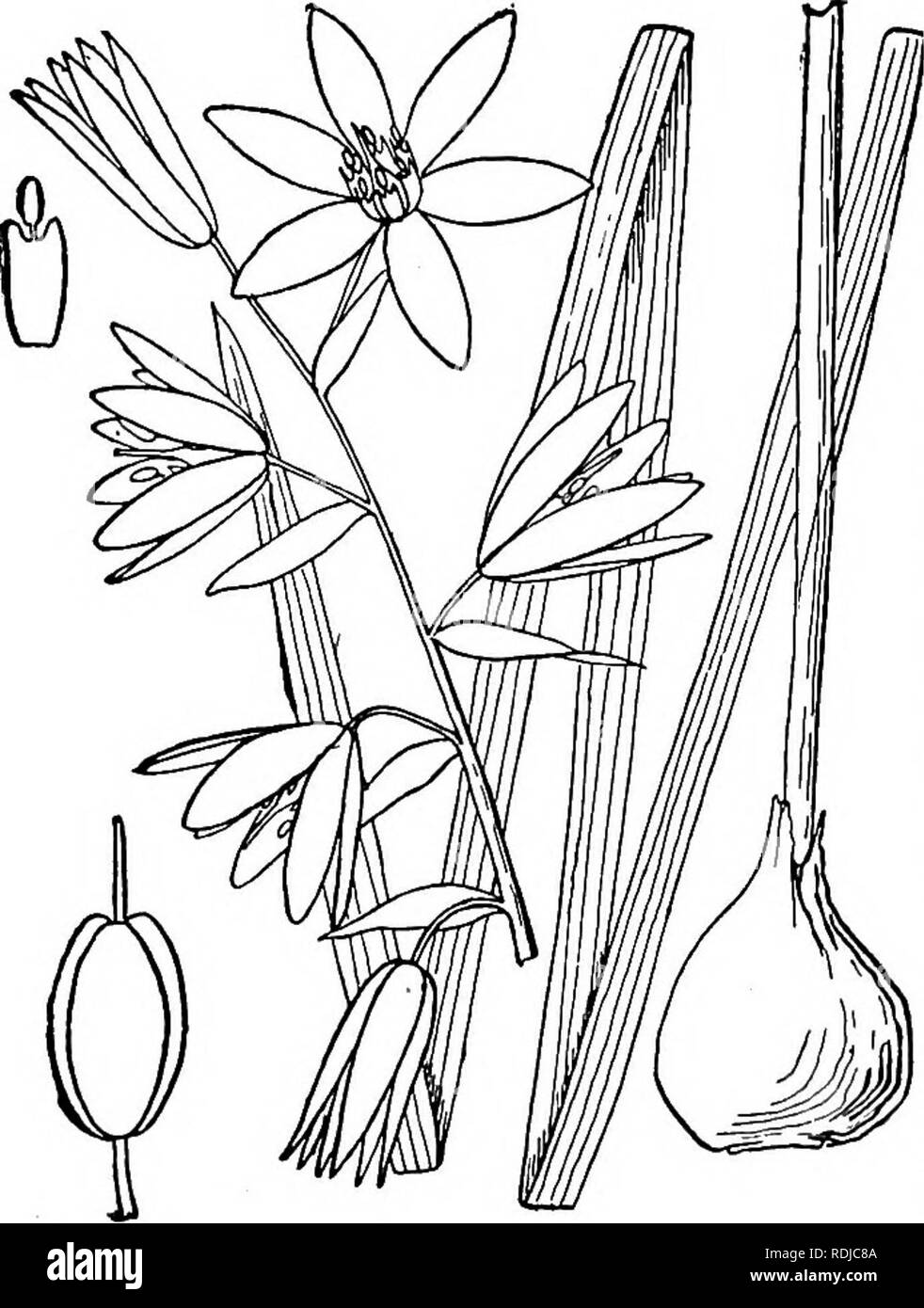 . An illustrated flora of the northern United States, Canada and the British possessions, from Newfoundland to the parallel of the southern boundary of Virginia, and from the Atlantic Ocean westward to the 102d meridian. Botany; Botany. 5i° LILIACEAE. Vol. I.. 2. Ornithogalum nutans L. Drooping Star-of-Bethlehem. Fig. 1273. Ornithogalum nutans L. Sp. PI. 308. 1753. Bulb ovoid, 1-2' long. Scape stout, i°-2° high; leaves usually equalling the scape or longer, blunt, 2&quot;4&quot; wide; flowers several or numerous, racemose, nodding; raceme 3'-8' long, loose; pedicels stout, 2&quot;-6&quot; lon Stock Photo