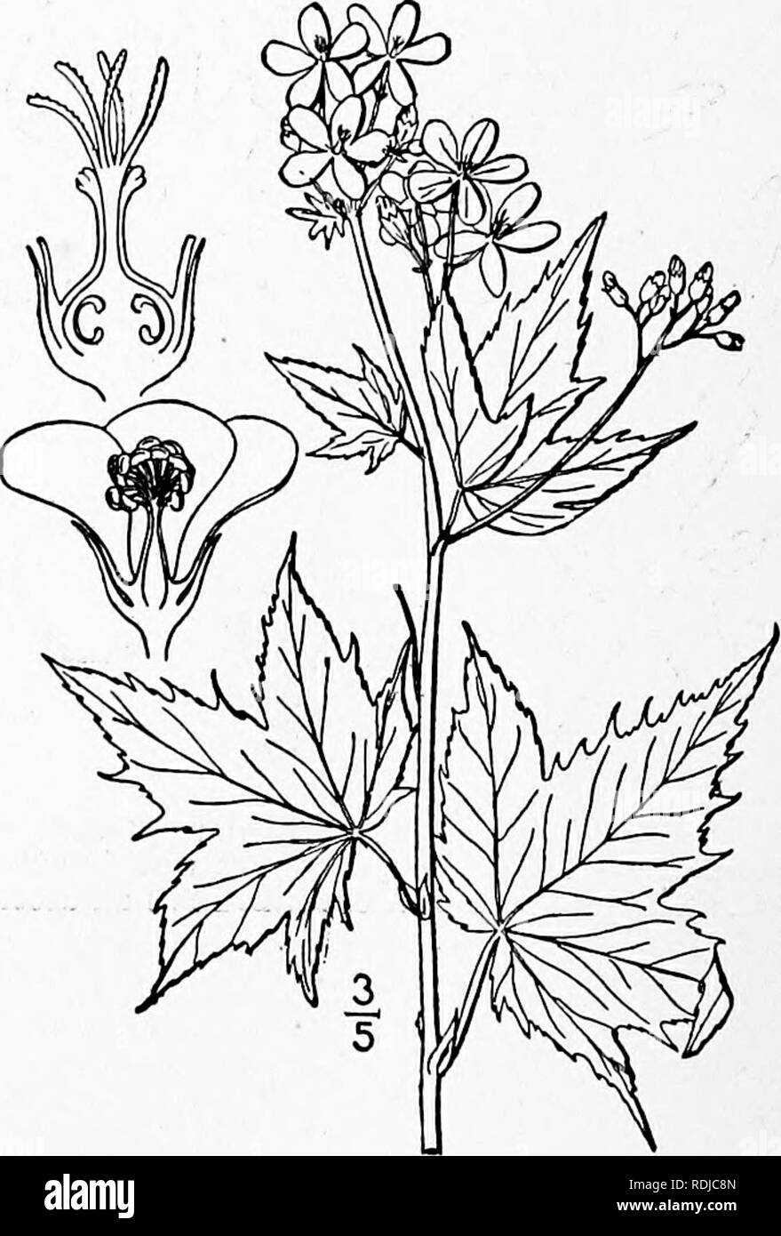 . An illustrated flora of the northern United States, Canada and the British possessions, from Newfoundland to the parallel of the southern boundary of Virginia, and from the Atlantic Ocean westward to the 102d meridian. Botany; Botany. 4. Callirhoe involucrata (T. &amp; G.) A. Gray. Purple Poppy-Mallow. Fig. 2856. Nuttallia involucrata Nutt.; Torr. Ann. Lye. N. Y. 2: 172. Name only. 1828. Malva involucrata T. &amp; G, Fl. N. A. i : 226. 1838. Callirhoe involucrata A. Gray, Mem. Am. Acad. (IL; 4: 16. 1848. Perennial, branched from a deep root, procum- bent or ascending, I Â°-2Â° long, pubescen Stock Photo