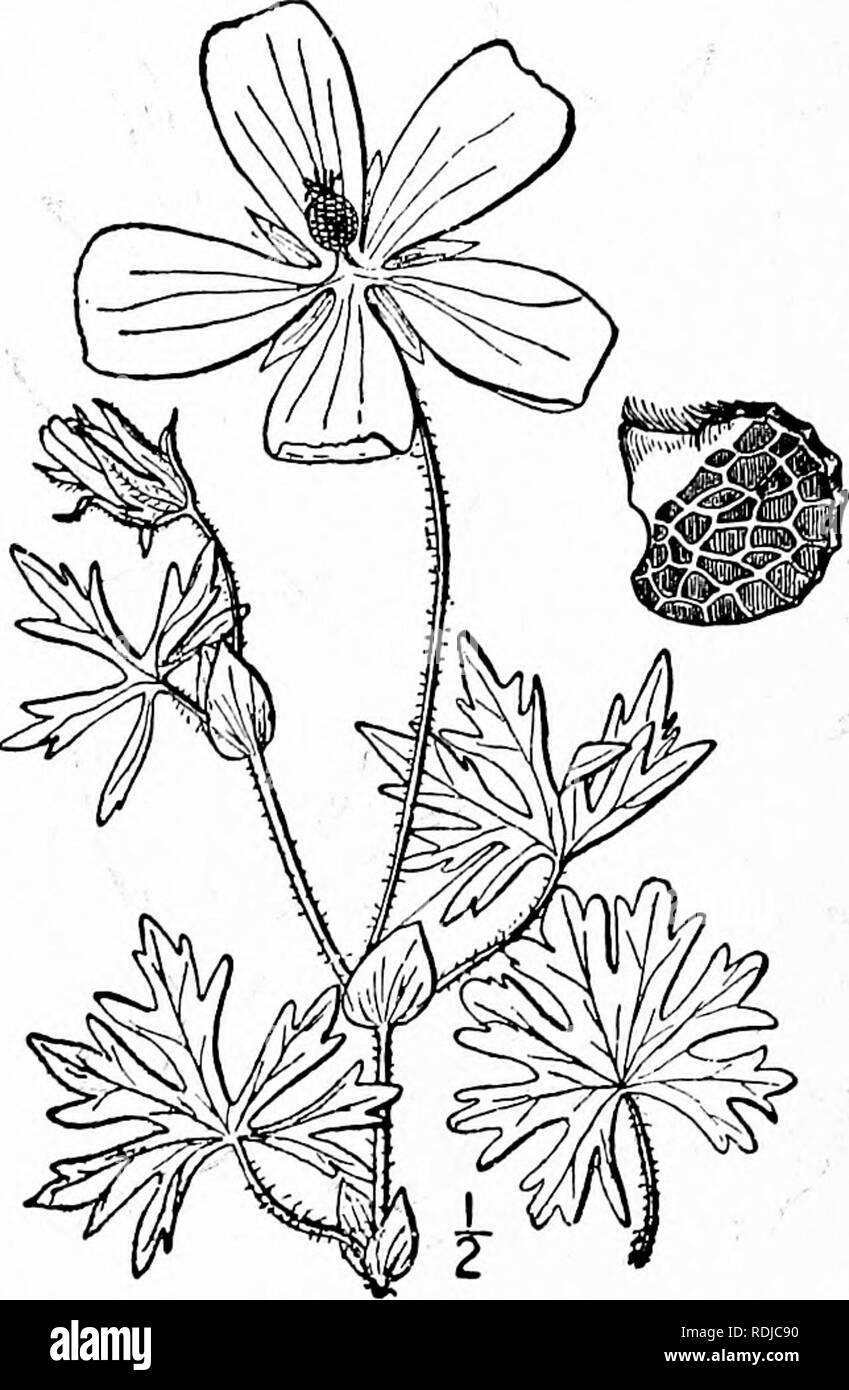 . An illustrated flora of the northern United States, Canada and the British possessions, from Newfoundland to the parallel of the southern boundary of Virginia, and from the Atlantic Ocean westward to the 102d meridian. Botany; Botany. 5'S MALVACEAE. Vol. II.. 4. Callirhoe involucrata (T. &amp; G.) A. Gray. Purple Poppy-Mallow. Fig. 2856. Nuttallia involucrata Nutt.; Torr. Ann. Lye. N. Y. 2: 172. Name only. 1828. Malva involucrata T. &amp; G, Fl. N. A. i : 226. 1838. Callirhoe involucrata A. Gray, Mem. Am. Acad. (IL; 4: 16. 1848. Perennial, branched from a deep root, procum- bent or ascending Stock Photo