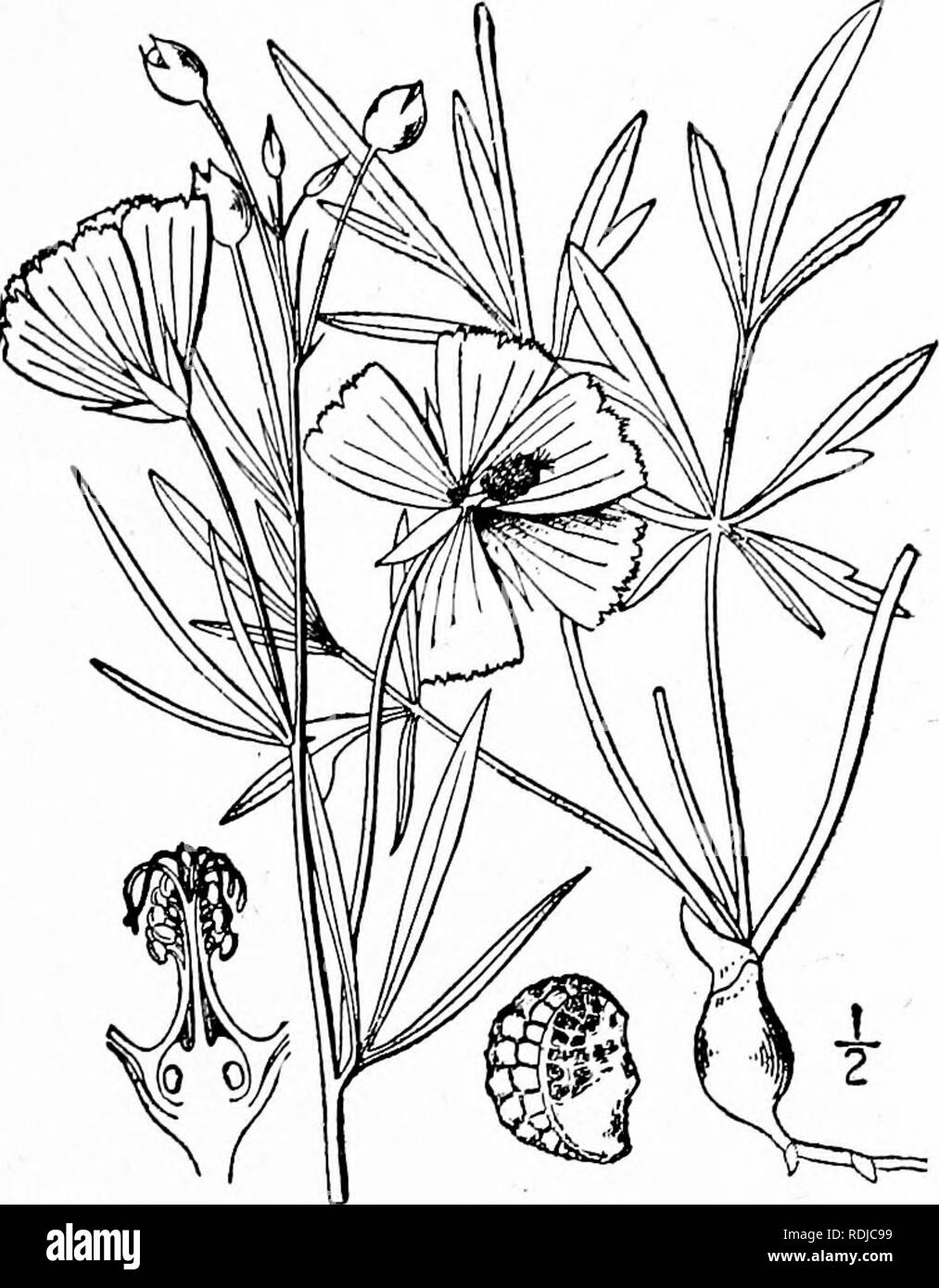 . An illustrated flora of the northern United States, Canada and the British possessions, from Newfoundland to the parallel of the southern boundary of Virginia, and from the Atlantic Ocean westward to the 102d meridian. Botany; Botany. Genus 3, MALLOW FAMILY. 5^7 2. Callirhoe digitata Kutt. Fringed Poppy-Mallow. Fig. 2854. Callirhoe digitata Nutt. Journ. Acad. Phila. 2: 181. 1821. Nuttallia digitata Bart. Flora N. A. 2: 74. pi. 62. 1822. Similar to the preceding species, sparsely pubescent or glabrous. Divisions of the stem-leaves longer, narrowly linear, some- times quite entire and 4'-$' lo Stock Photo