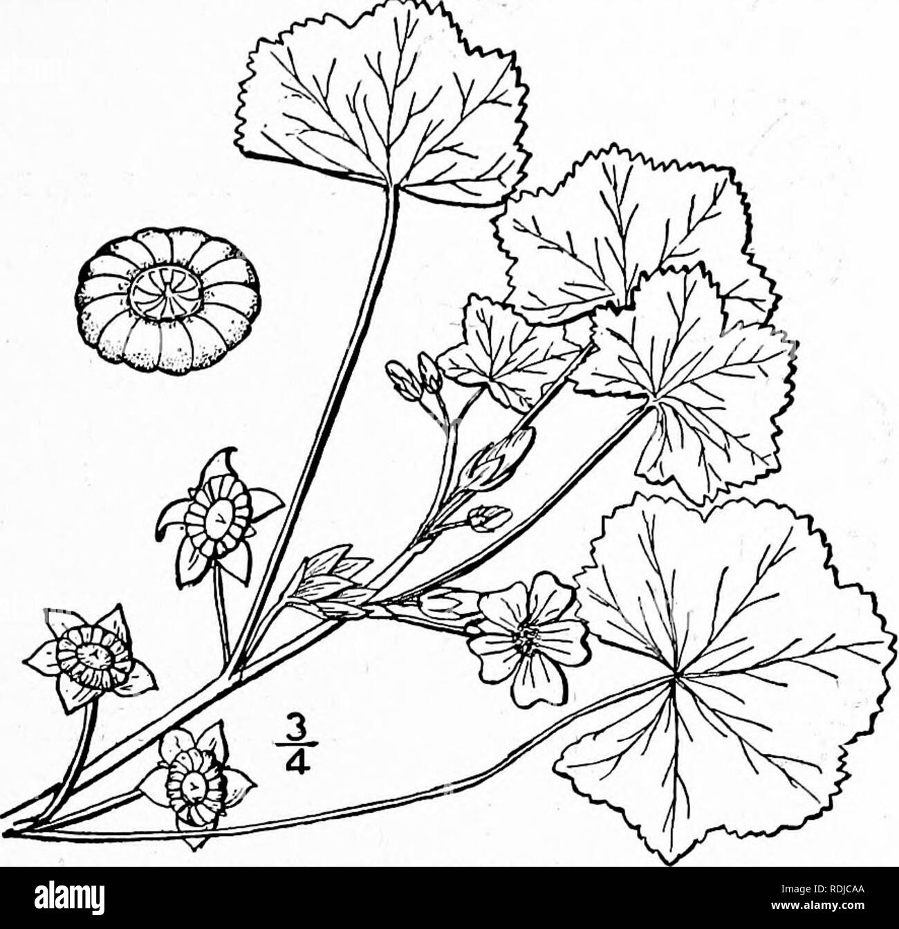 . An illustrated flora of the northern United States, Canada and the British possessions, from Newfoundland to the parallel of the southern boundary of Virginia, and from the Atlantic Ocean westward to the 102d meridian. Botany; Botany. Genus 2. MALLOW FAMILY. 515 2. Malva rotundifolia L. Low, Dwarf or Running Mallow. Cheeses. Fig. 2849. M. rotundifolia L. Sp. PI. 688. 1753. Annual or biennial, procumbent . and spreading from a deep root, branched at the base, stems 4'-i2' long. Leaves orbicular-reniform, I's' wide, cordate, with 5-9 broad shallow dentate-crenate lobes; pe- tioles slender, 3'- Stock Photo