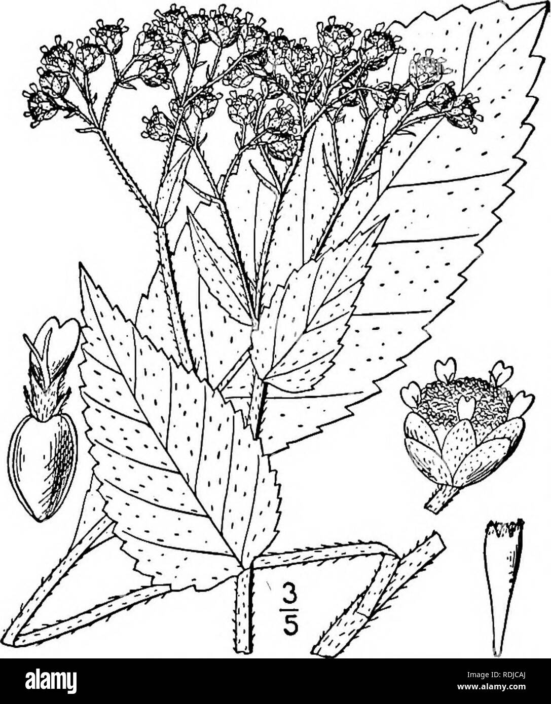 . An illustrated flora of the northern United States, Canada and the British possessions, from Newfoundland to the parallel of the southern boundary of Virginia, and from the Atlantic Ocean westward to the 102d meridian. Botany; Botany. Genus 55. THISTLE FAMILY. 465 Leaves 1-2-pinnatifid ; annual weed. Leaves crenate-dentate, or somewhat lyrate; perennials. Stem glabrous, or pubescent or puberulent above; rootstock tuberous-thickened. Stem hirsute or villous. Stem leaves auricled, clasping at base; rootstock thick. Stem leaves sessile, not auricled; rootstock long, slender. i. Parthenium Hyste Stock Photo
