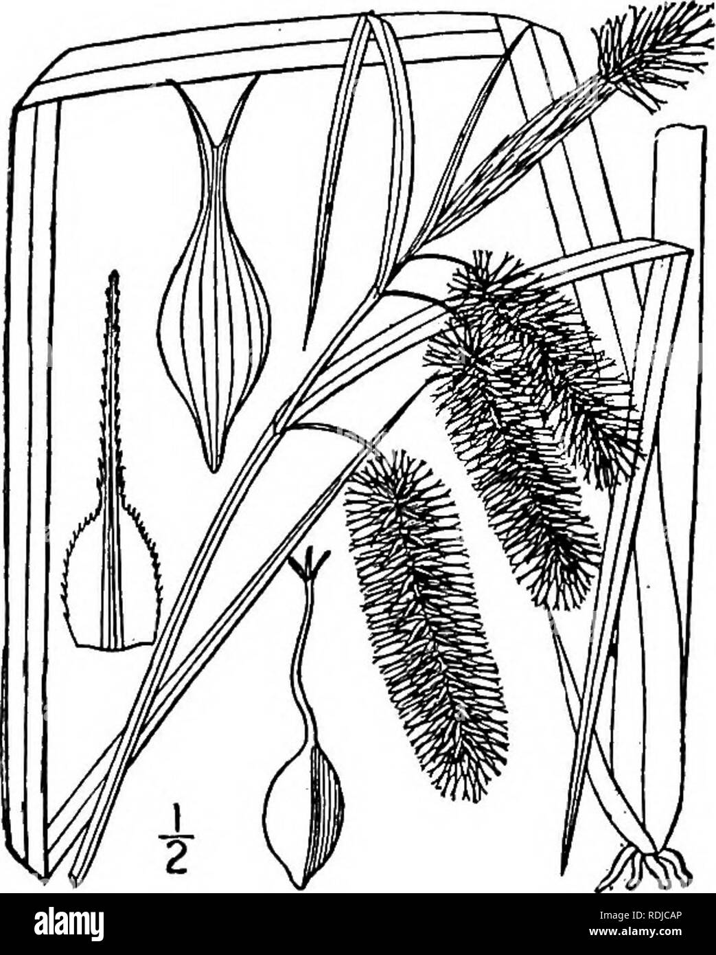 . An illustrated flora of the northern United States, Canada and the British possessions, from Newfoundland to the parallel of the southern boundary of Virginia, and from the Atlantic Ocean westward to the 102d meridian. Botany; Botany. 43§ CYPERACEAE. Vol. I. 233. Carex comosa Boott. Bristly Sedge. Fig. 1100.. C. furcata Ell. Bot. S. C. and Ga. 2: 552. 1824. Not Lapeyr. 1813. Carex comosa Boott, Trans. Linn. Soc. 20: 117. 1846. Carex Pseudo-Cyperus var. comosa Boott, 111 Car. 4: 141. 1867. Carex Pseudo-Cyperus var. americana Hochst.; Bailey, Mem. Torr. Club 1: 54. 1889. Similar to the precedi Stock Photo