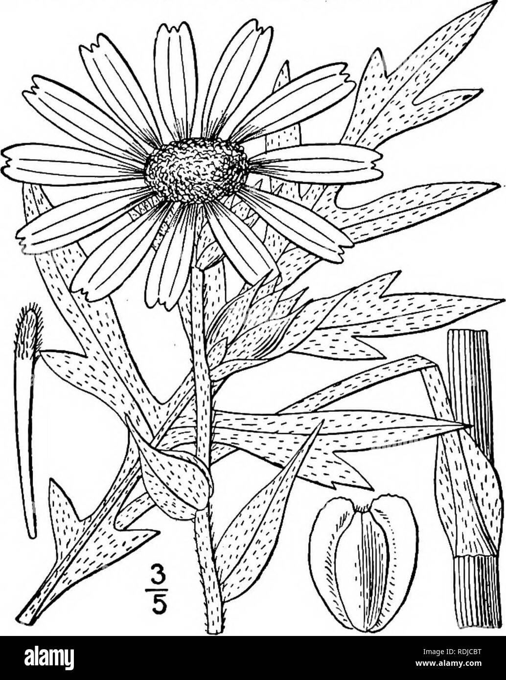 . An illustrated flora of the northern United States, Canada and the British possessions, from Newfoundland to the parallel of the southern boundary of Virginia, and from the Atlantic Ocean westward to the 102d meridian. Botany; Botany. 4. Silphium Asteriscus L. Starry Rosin- weed. Fig. 4424. Silphium Asteriscus L. Sp. PI. 920. 1753. Stem hispid-pubescent, simple or branched above, 2°-4° high, usually purple. Leaves nearly all alternate, ovate, ovate-oblong, or lanceolate, acute or obtusish, sessile, somewhat clasping, or the lower narrowed into short petioles, dentate, or the upper entire, a' Stock Photo