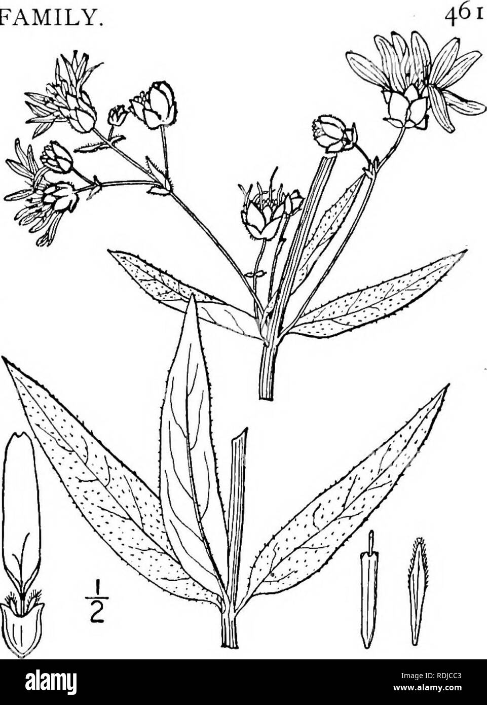 . An illustrated flora of the northern United States, Canada and the British possessions, from Newfoundland to the parallel of the southern boundary of Virginia, and from the Atlantic Ocean westward to the 102d meridian. Botany; Botany. 4. Silphium Asteriscus L. Starry Rosin- weed. Fig. 4424. Silphium Asteriscus L. Sp. PI. 920. 1753. Stem hispid-pubescent, simple or branched above, 2°-4° high, usually purple. Leaves nearly all alternate, ovate, ovate-oblong, or lanceolate, acute or obtusish, sessile, somewhat clasping, or the lower narrowed into short petioles, dentate, or the upper entire, a' Stock Photo