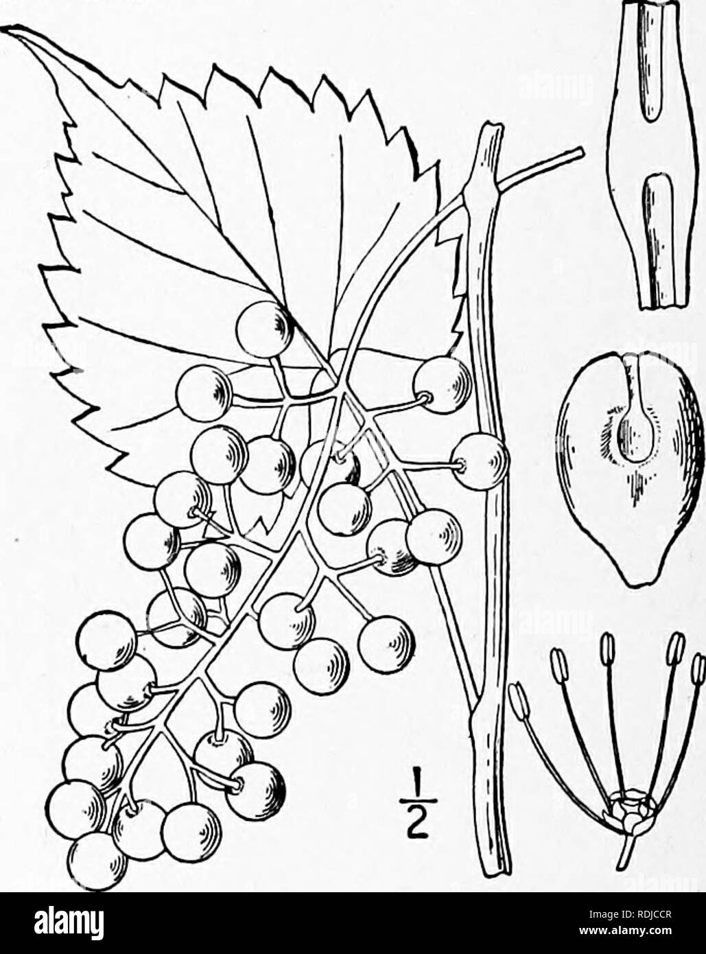 . An illustrated flora of the northern United States, Canada and the British possessions, from Newfoundland to the parallel of the southern boundary of Virginia, and from the Atlantic Ocean westward to the 102d meridian. Botany; Botany. VITACEAE. Vol. II. 6. Vitis palmata Vahl. Missouri Grape. Fig. 2835. Vitis palmata Vahl, Symbol. Bot. 3: 42. 1794. Vitis rubra Michx. ; Planch, in DC. Mon. Phan. 5: 354. 1887. High-climbing, glabrous or nearly so through- out, or with slight pubescence on the veins of the lower surfaces of the leaves; twigs bright red; bark separating in large flakes; pith inte Stock Photo