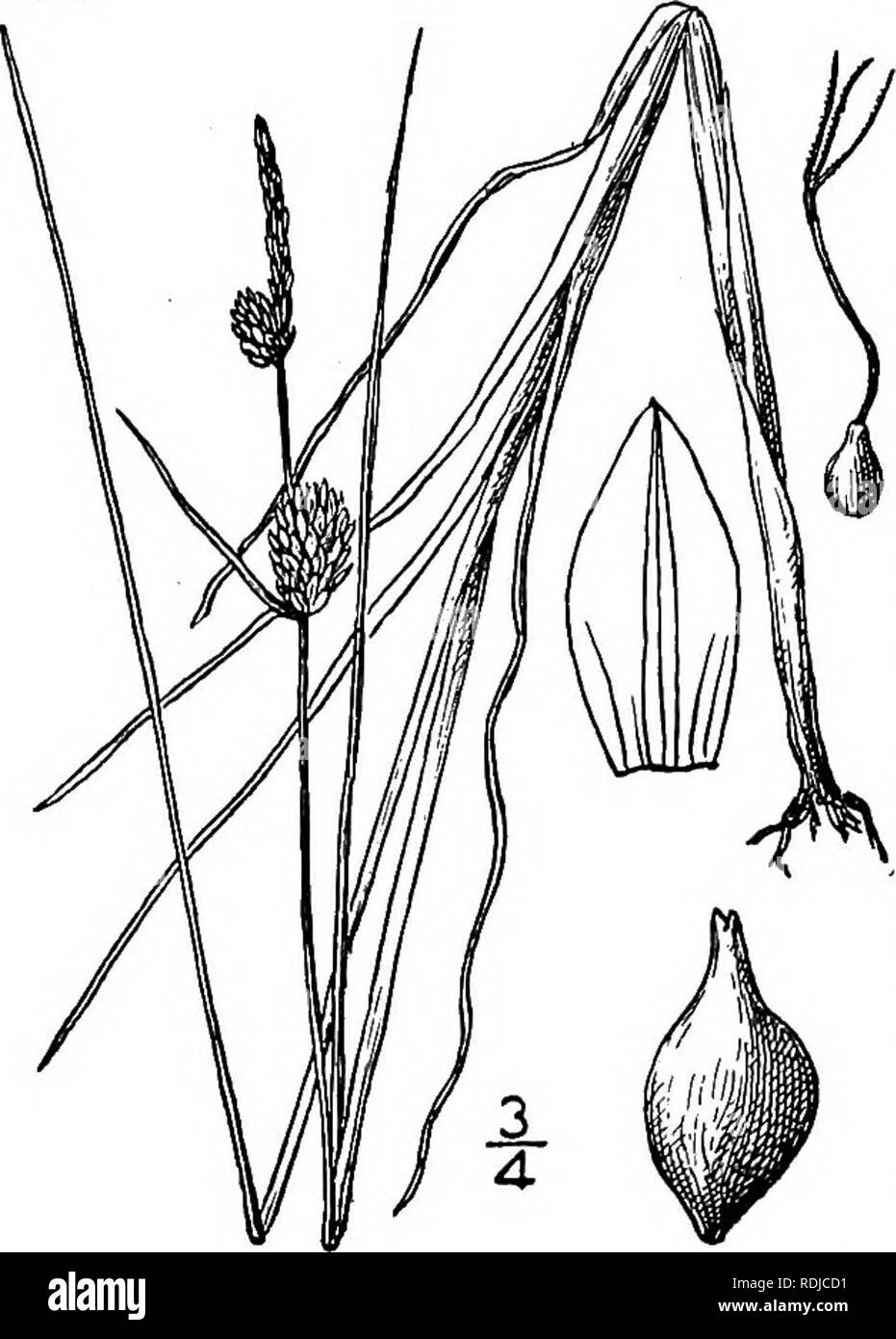 . An illustrated flora of the northern United States, Canada and the British possessions, from Newfoundland to the parallel of the southern boundary of Virginia, and from the Atlantic Ocean westward to the 102d meridian. Botany; Botany. 434 CYPERACEAE. Vol. I.. 221. Carex rotundata Wahl. Round-fruited Sedge. Fig. 1088. C. rotundata Wahl. Vet.-Acad. Handl. 24: 153. 1803. Culms slender but stiff, obtusely triangular, smooth below inflorescence, not filamentose at base, 6'-ii° tall, caespitose but stoloniferous. Leaves i¥' wide or less, strongly involute, usually exceeding the culm, not strongly  Stock Photo