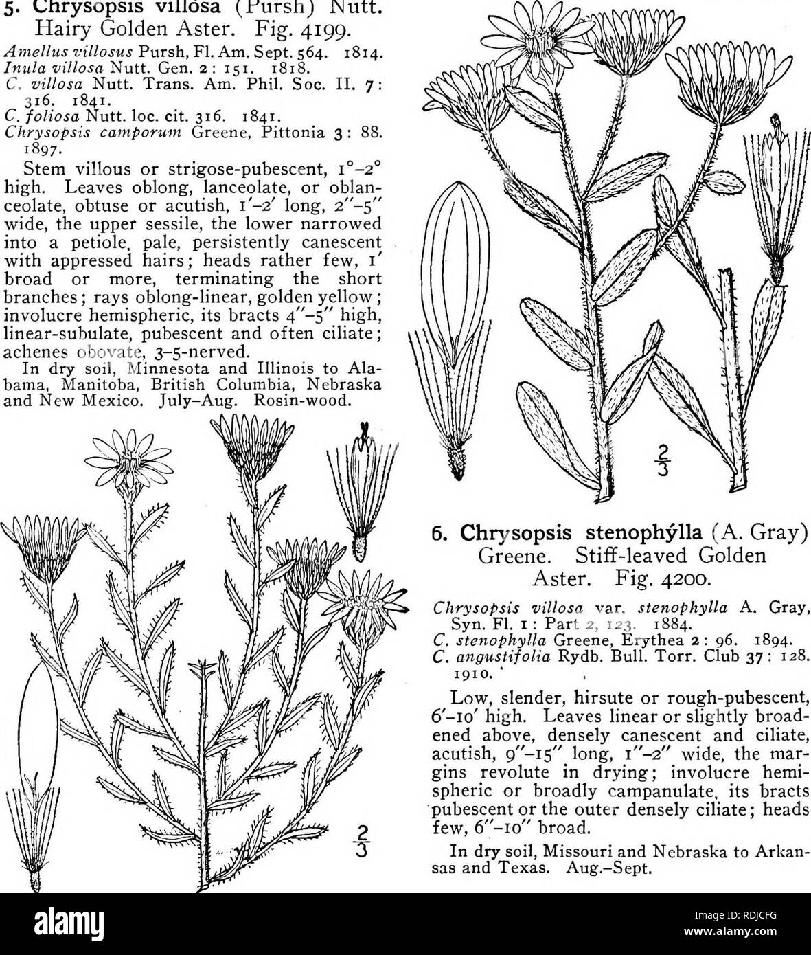 . An illustrated flora of the northern United States, Canada and the British possessions, from Newfoundland to the parallel of the southern boundary of Virginia, and from the Atlantic Ocean westward to the 102d meridian. Botany; Botany. 5. Chrysopsis villosa (Pursh) Nutt. Hairy Golden Aster. Fig. 4199. Amelias villosus Pursh, Fl. Am. Sept. 564. 1814. Inula villosa Nutt. Gen. 2: 151. 1818. C. villosa Nutt. Trans. Am. Phil. Soc. II. 7: 316. 1841. C. foliosa Nutt. loc. cit. 316. 1841. Chrysopsis camporum Greene, Pittonia 3: 88. 1897. Stem villous or strigose-pubescent, i°-2° high. Leaves oblong,  Stock Photo