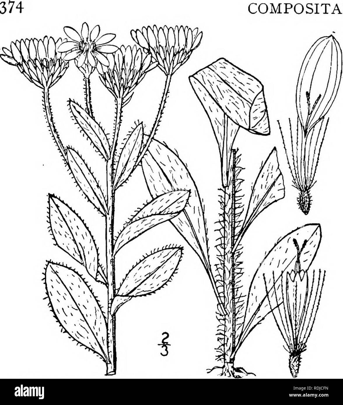 . An illustrated flora of the northern United States, Canada and the British possessions, from Newfoundland to the parallel of the southern boundary of Virginia, and from the Atlantic Ocean westward to the 102d meridian. Botany; Botany. COMPOSITAE.. 5. Chrysopsis villosa (Pursh) Nutt. Hairy Golden Aster. Fig. 4199. Amelias villosus Pursh, Fl. Am. Sept. 564. 1814. Inula villosa Nutt. Gen. 2: 151. 1818. C. villosa Nutt. Trans. Am. Phil. Soc. II. 7: 316. 1841. C. foliosa Nutt. loc. cit. 316. 1841. Chrysopsis camporum Greene, Pittonia 3: 88. 1897. Stem villous or strigose-pubescent, i°-2° high. Le Stock Photo