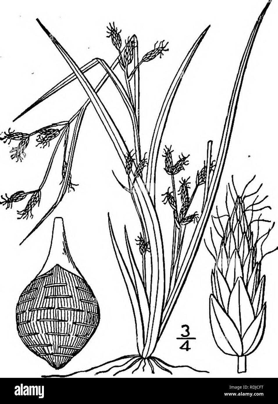 . An illustrated flora of the northern United States, Canada and the British possessions, from Newfoundland to the parallel of the southern boundary of Virginia, and from the Atlantic Ocean westward to the 102d meridian. Botany; Botany. 2. Psilocarya scirpoides Torr. Long-beaked Bald-rush. Fig. 856. P. scirpoides Torr. Ann. Lye. N. Y. 3 : 360. 1836. Rhynchospora scirpoides A. Gray, Man. Ed. 5, 568. 1867. Similar to the preceding species but smaller, usually less than i° high. Umbels commonly more numerous ; spikelets oblong or ovoid-oblong; achene nearly orbicular in outline, biconvex, not as  Stock Photo